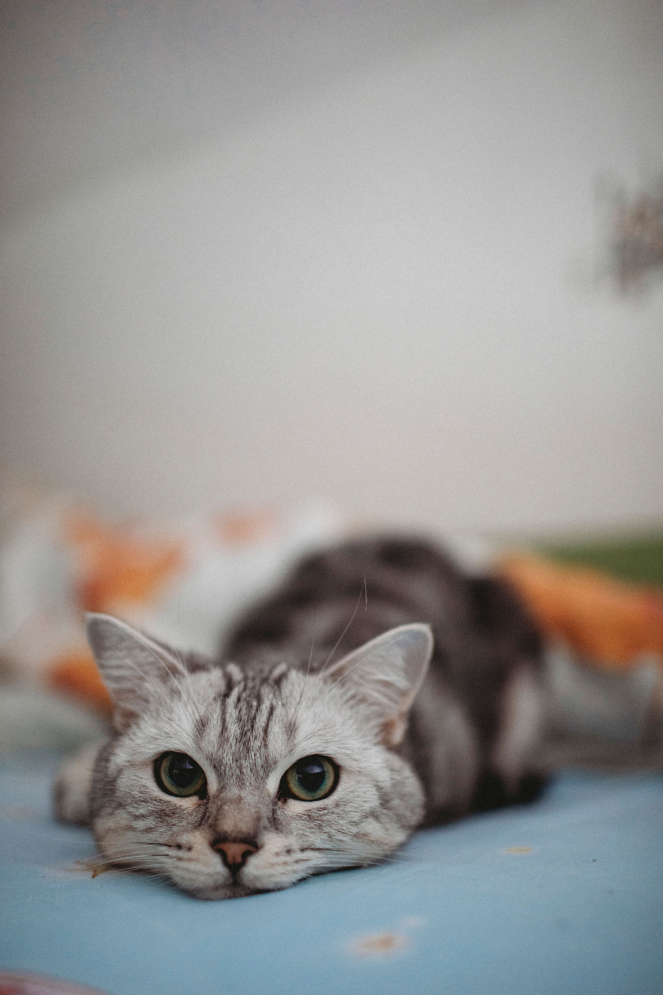 серый красивый кот лежит на кровати