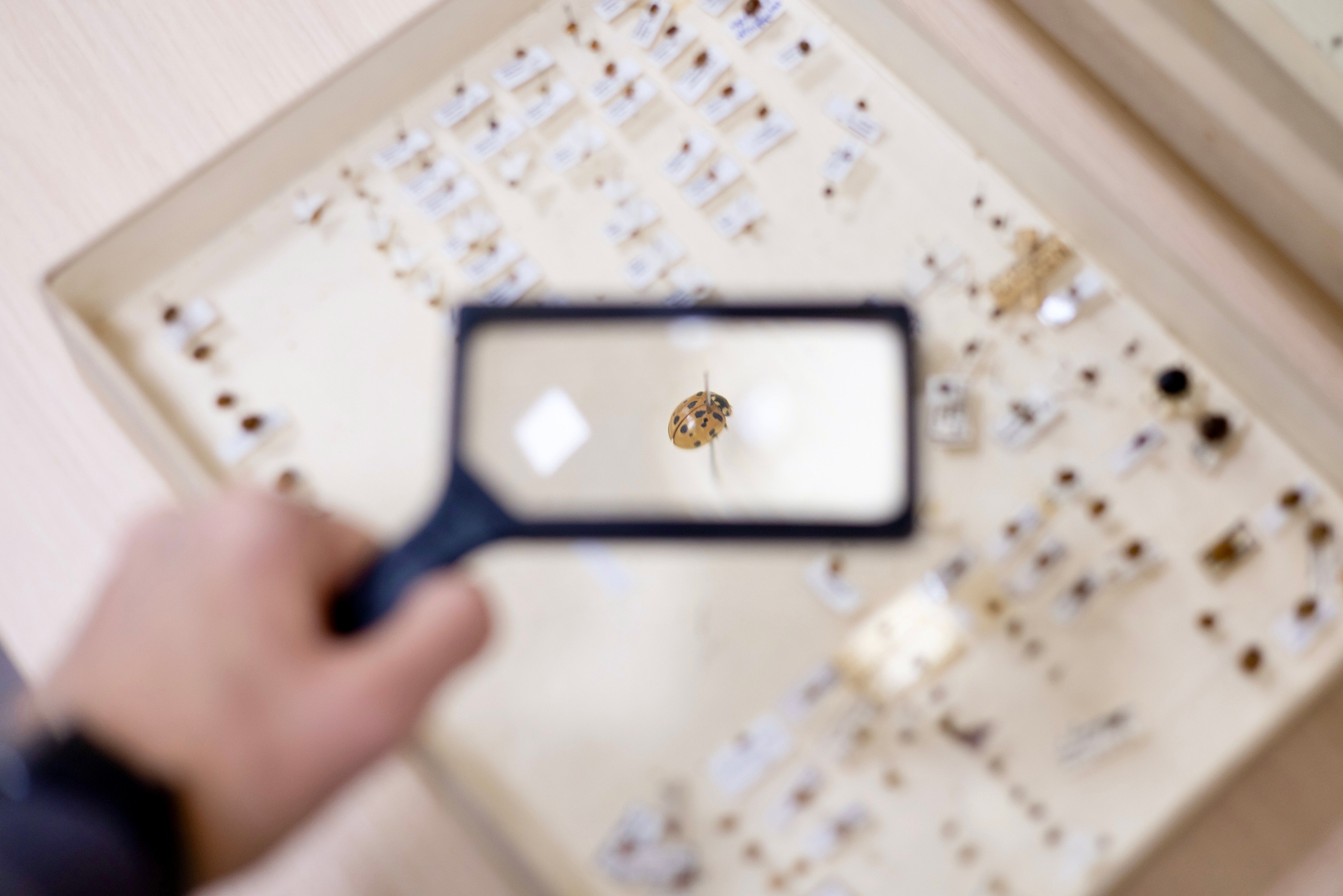 Зоя Ивановна Тюмасева. Профессор, преподаватель русского языка и литературы, энтомолог. Репортажный фотограф Наталья Лапцевич