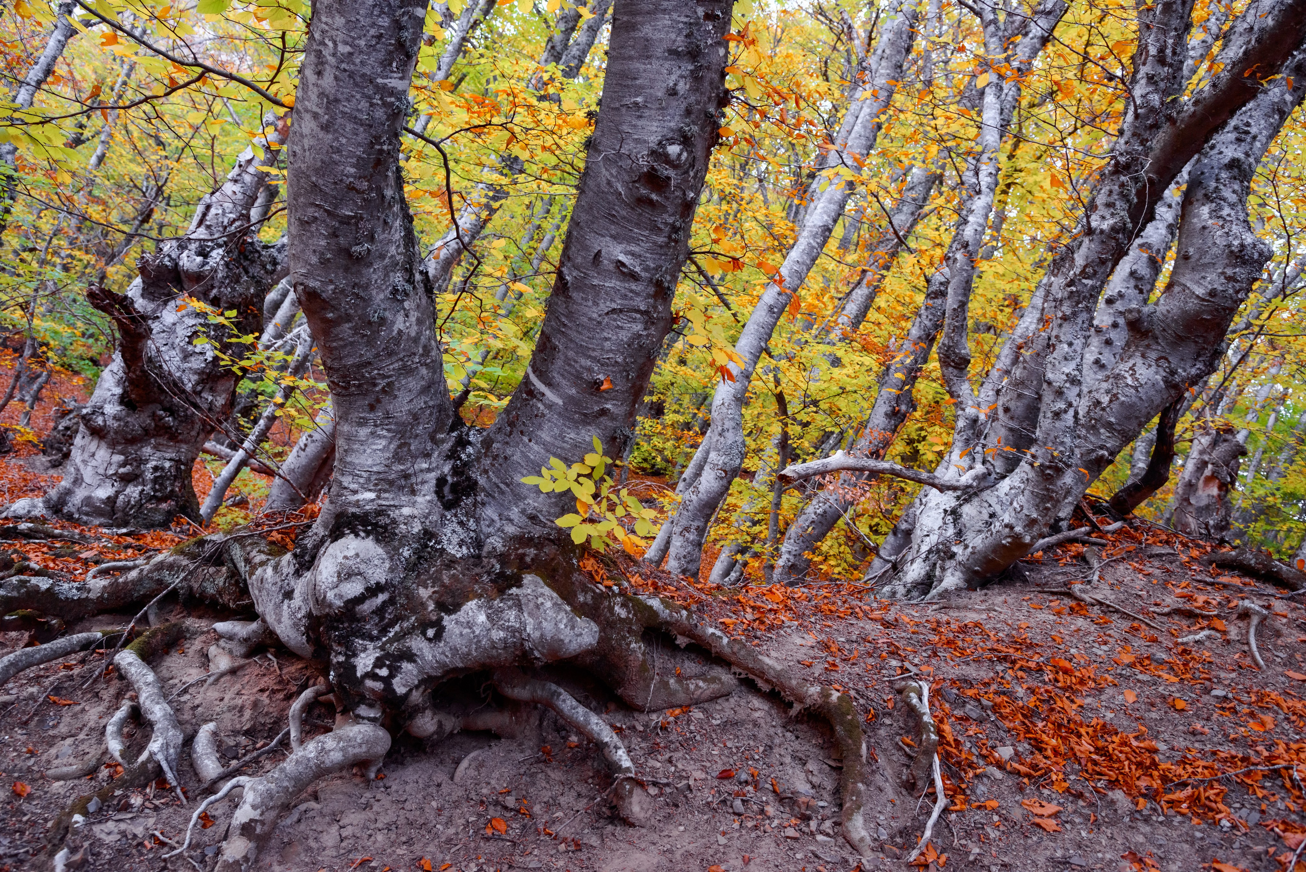 Путешествие по южному берегу Крыма в начале осени. Пейзажный фотограф Сергей Пестерев. Фото природы