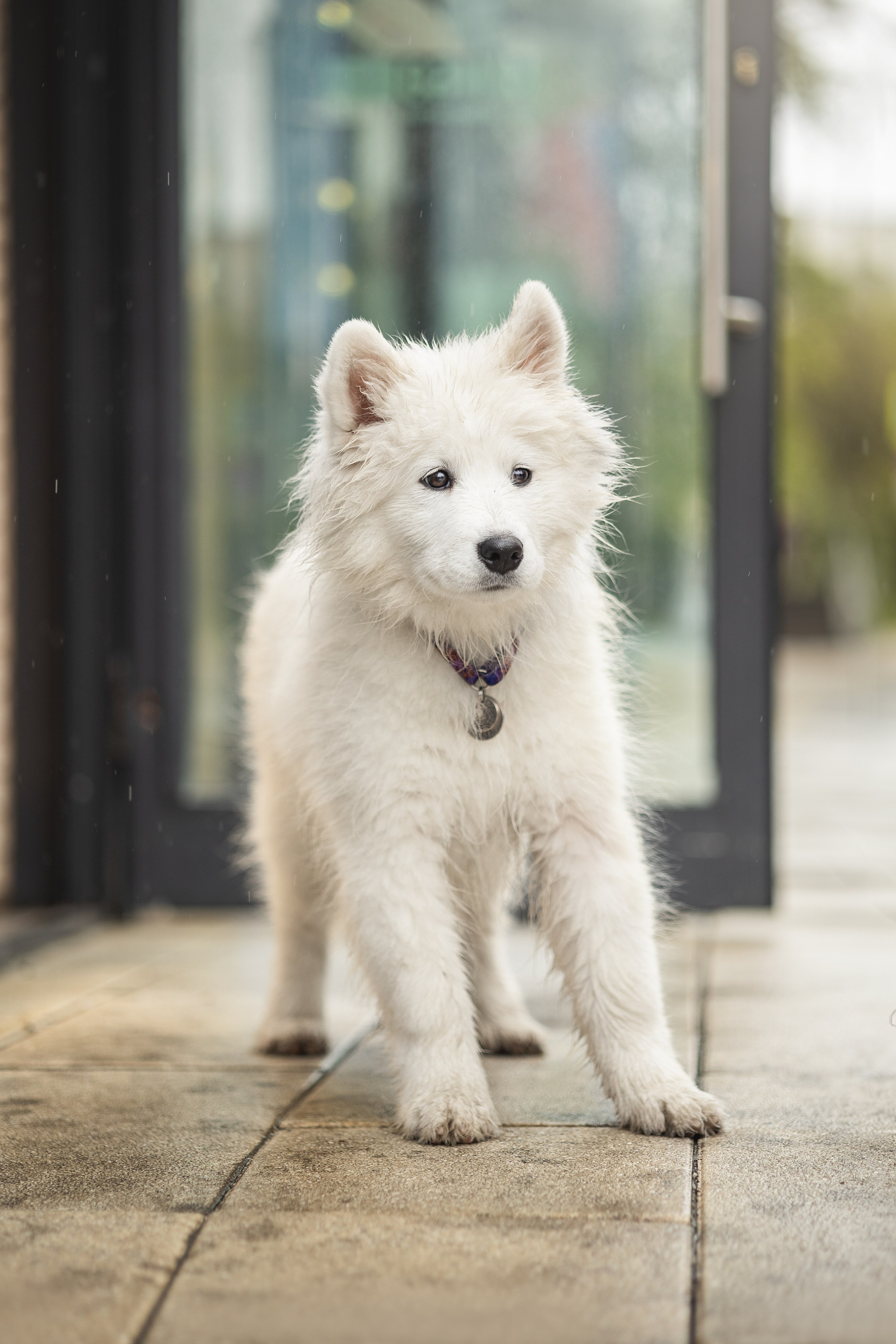 Кая и Даяна. Фотограф анималист в Москве Майорова Евгения