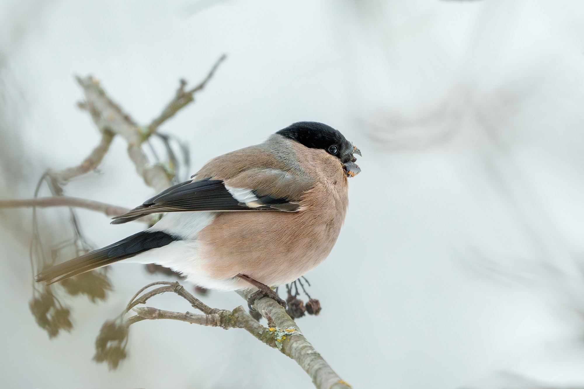 Удивительные мир птиц. Вокруг нас столько прекрасного — присмотритесь!. Ваш личный фотограф Марина Волкова
