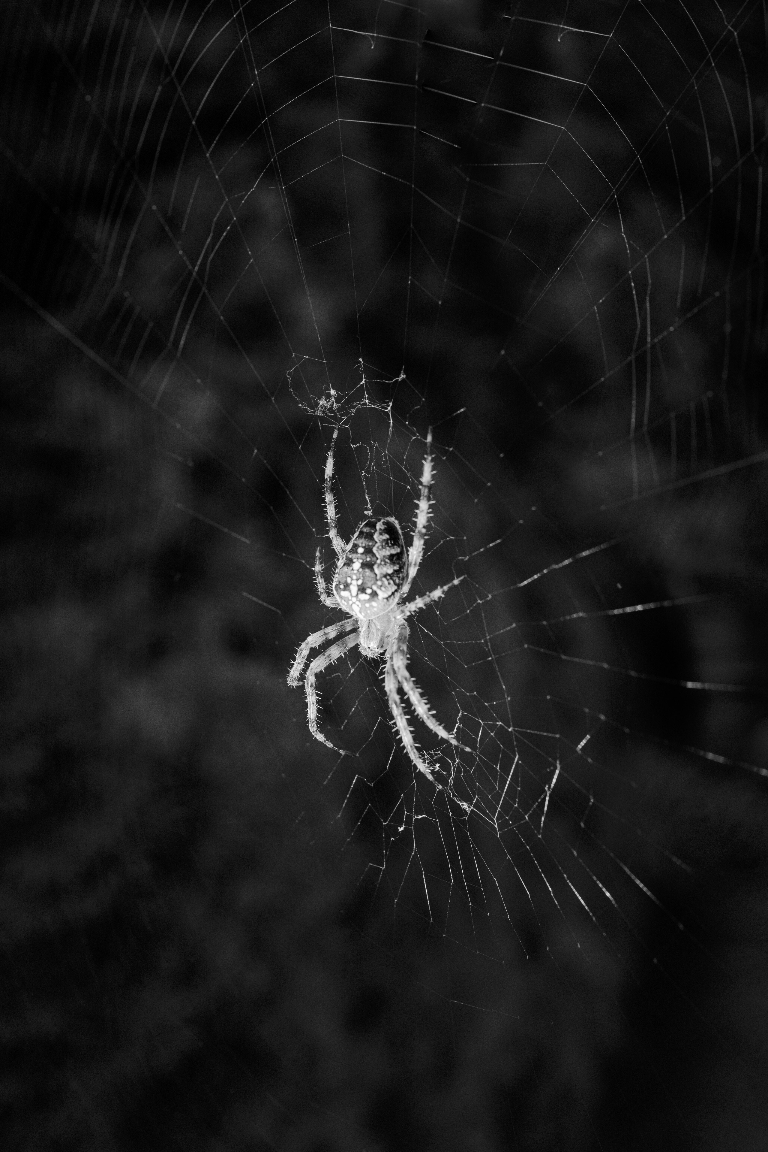 Мир тропы. Tatiana Mishchenko