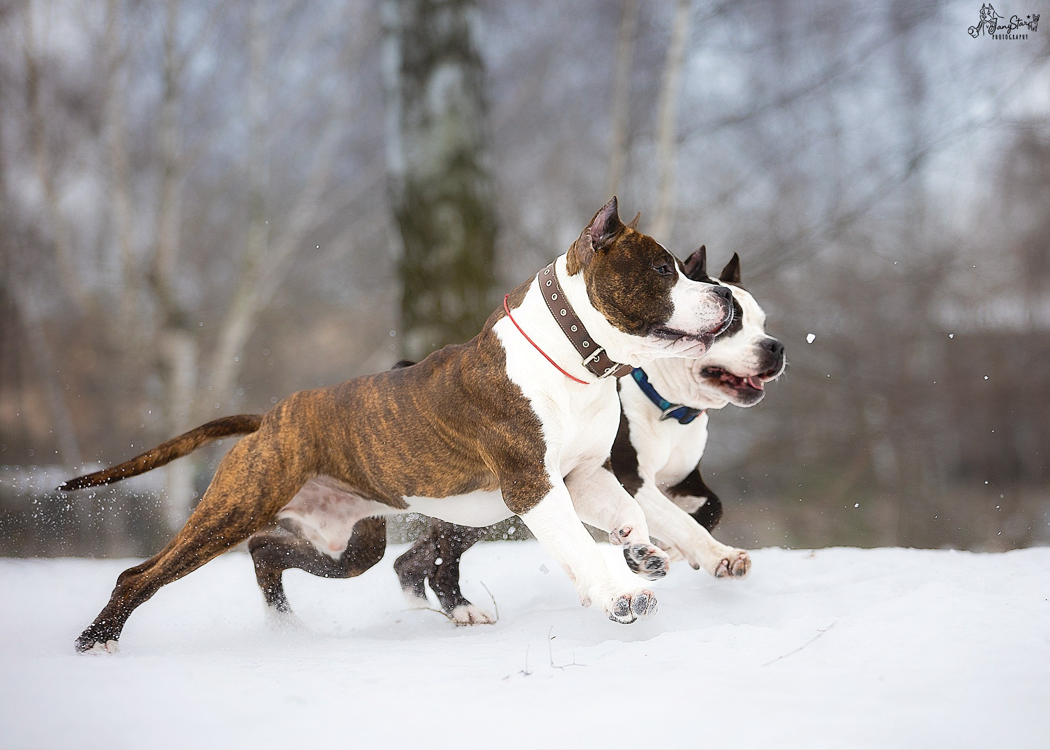 Фотограф-анималист в Москве Евгения Старостина