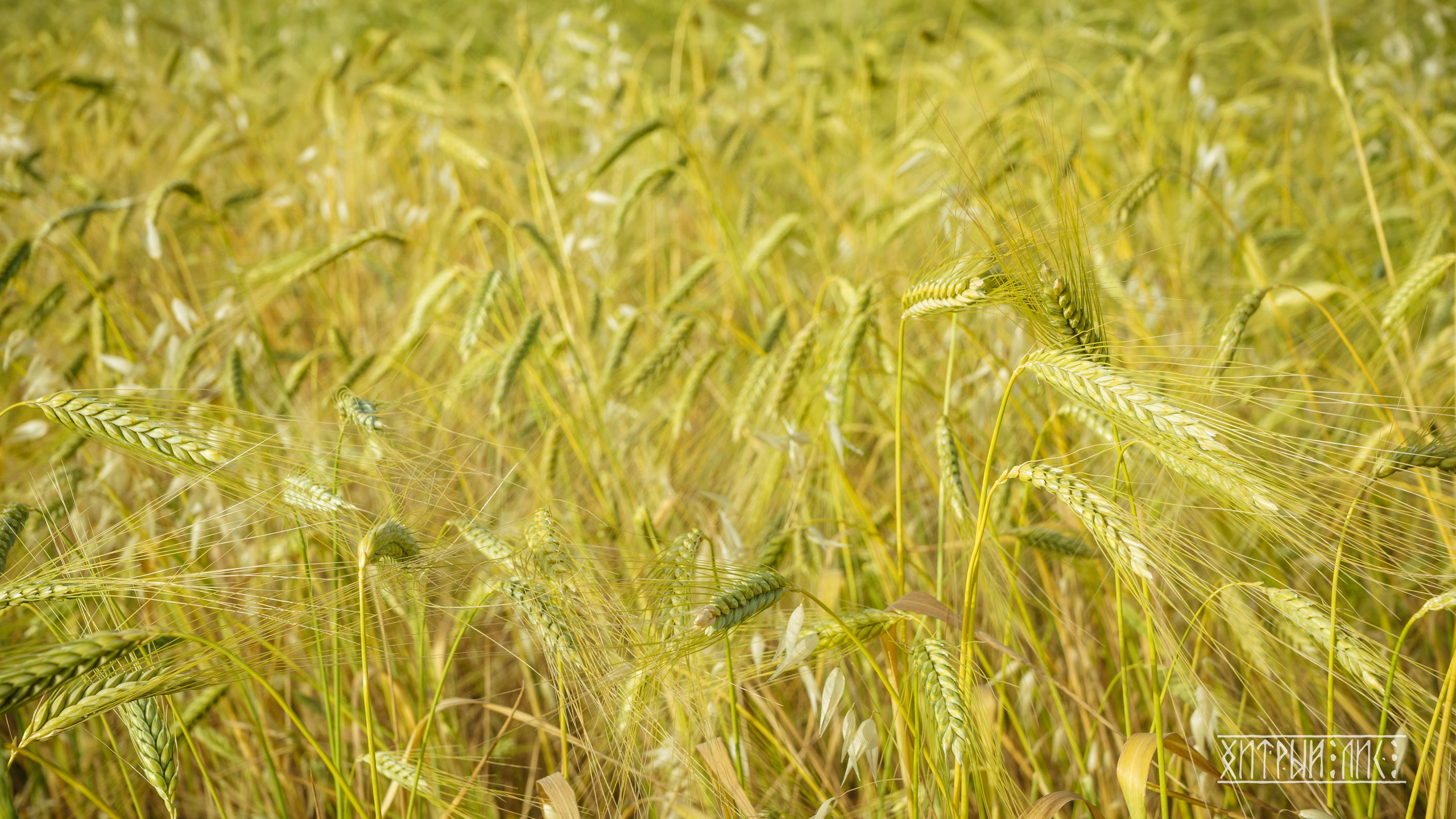 Кипр. Фотограф-путешественник Самойлов Максим «Sly Fox»
