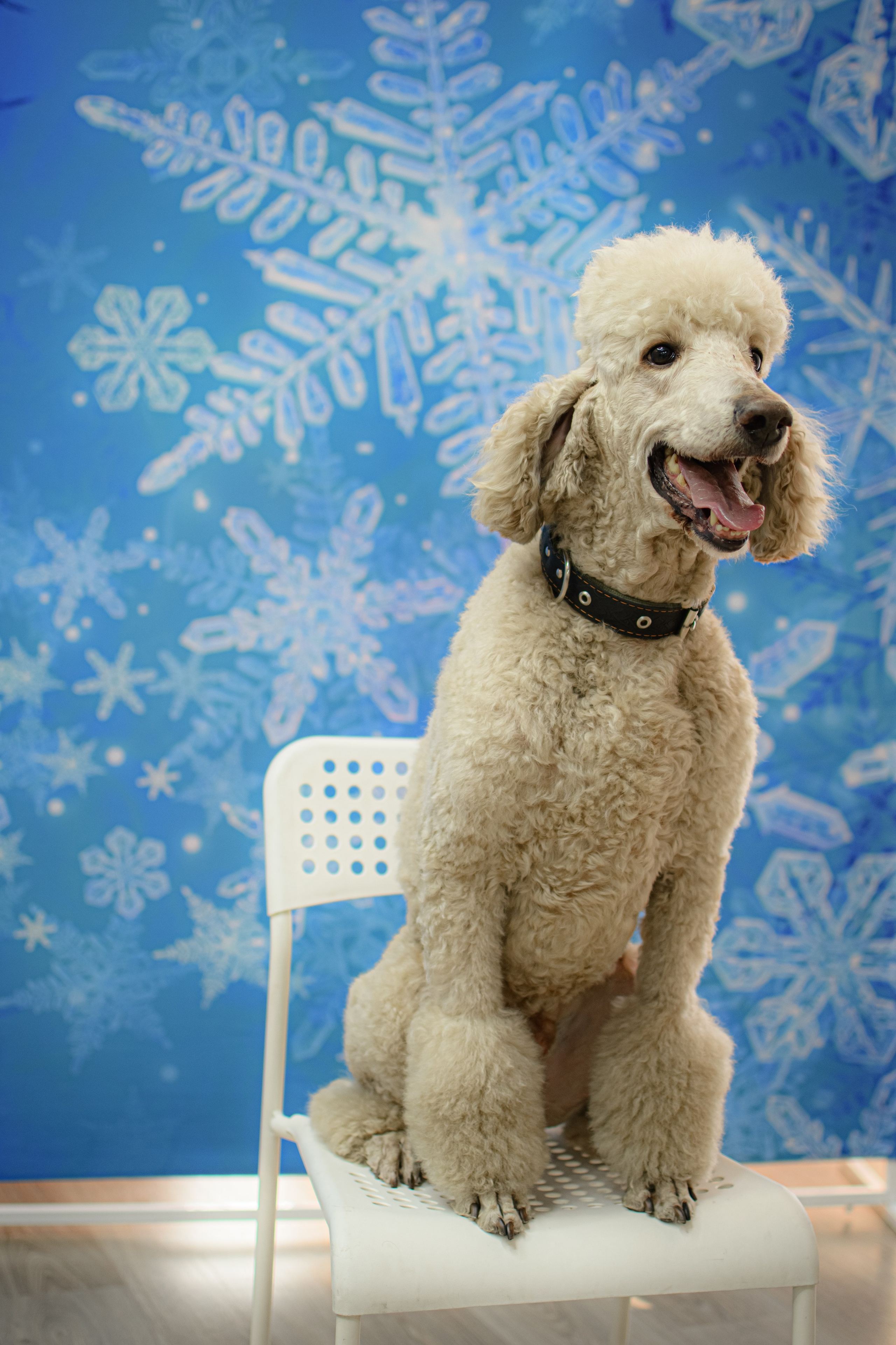 HAPPY NEW YEAR. Photokarish