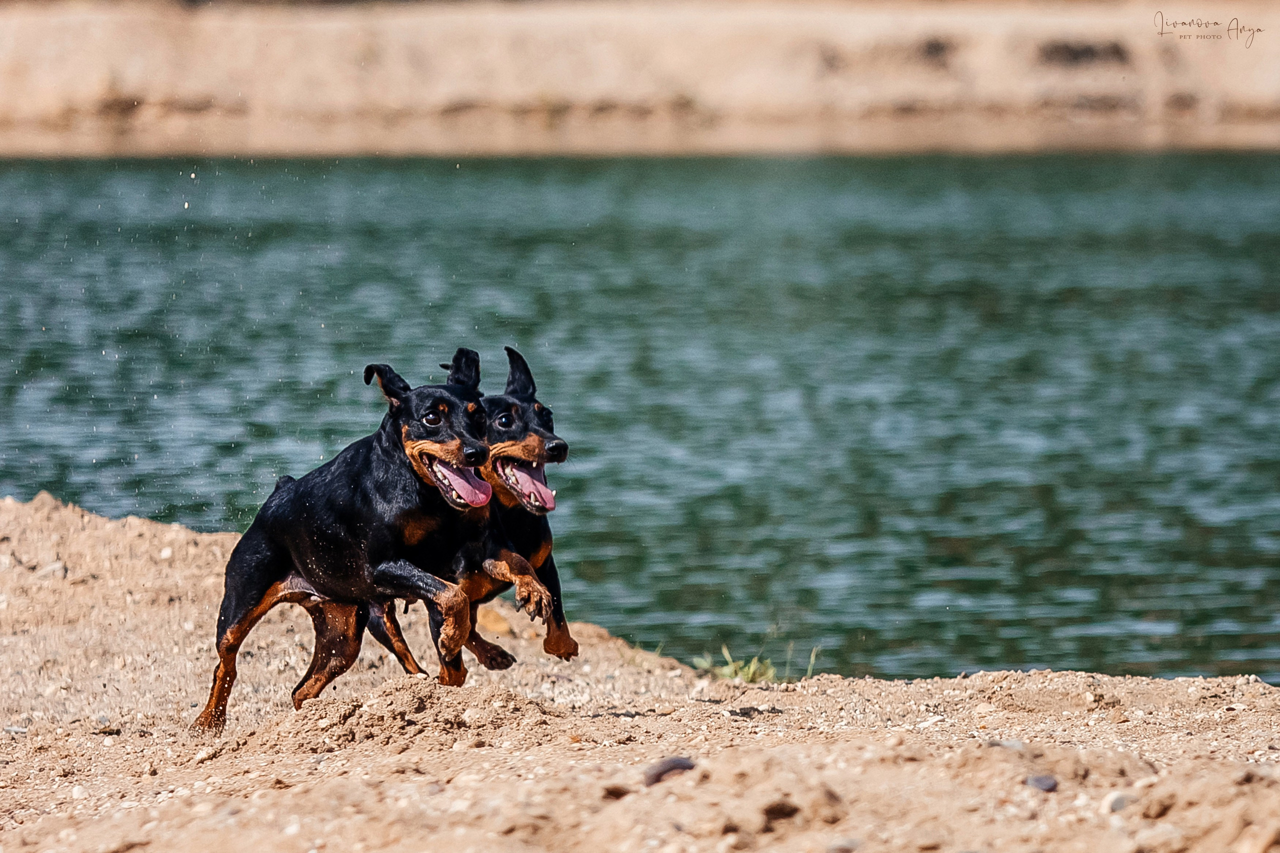 Троицкий карьер. Фотограф анималист Аня Ливанова | Рыбинск