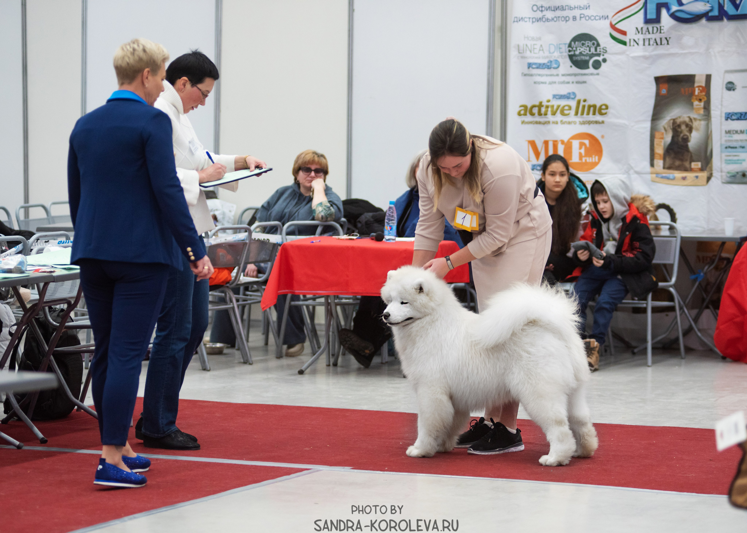 Выставка собак тюмень 10.12.2022. Дог-фотограф в Тюмени Александра Королева