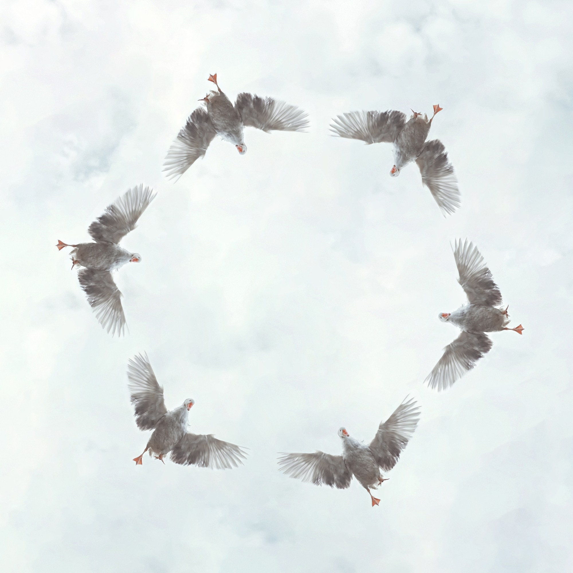 Animals and pets. Visual artist Olga Burmistrova