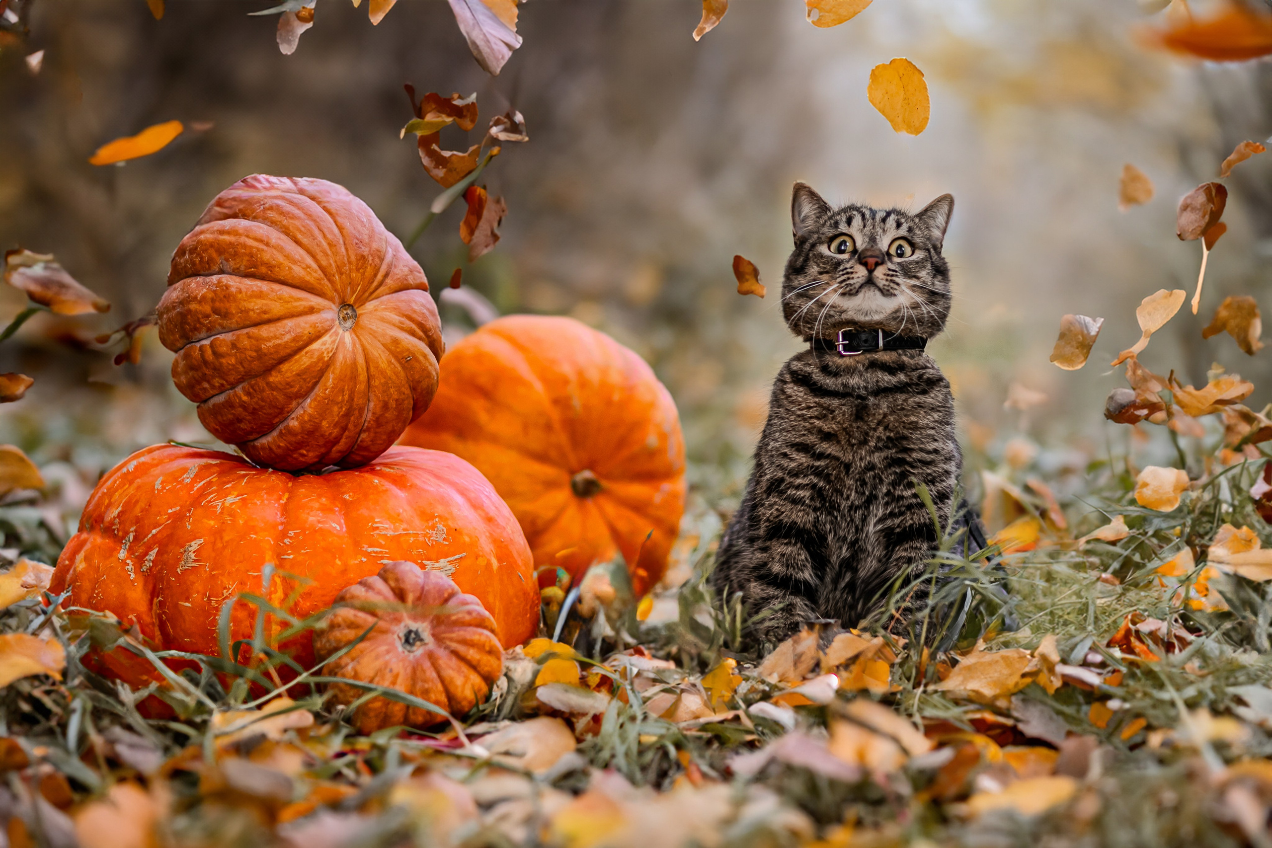 Времена года. Фотограф Елена Вишневская (Ушакова) Нефтеюганск, Сургут, Тюмень