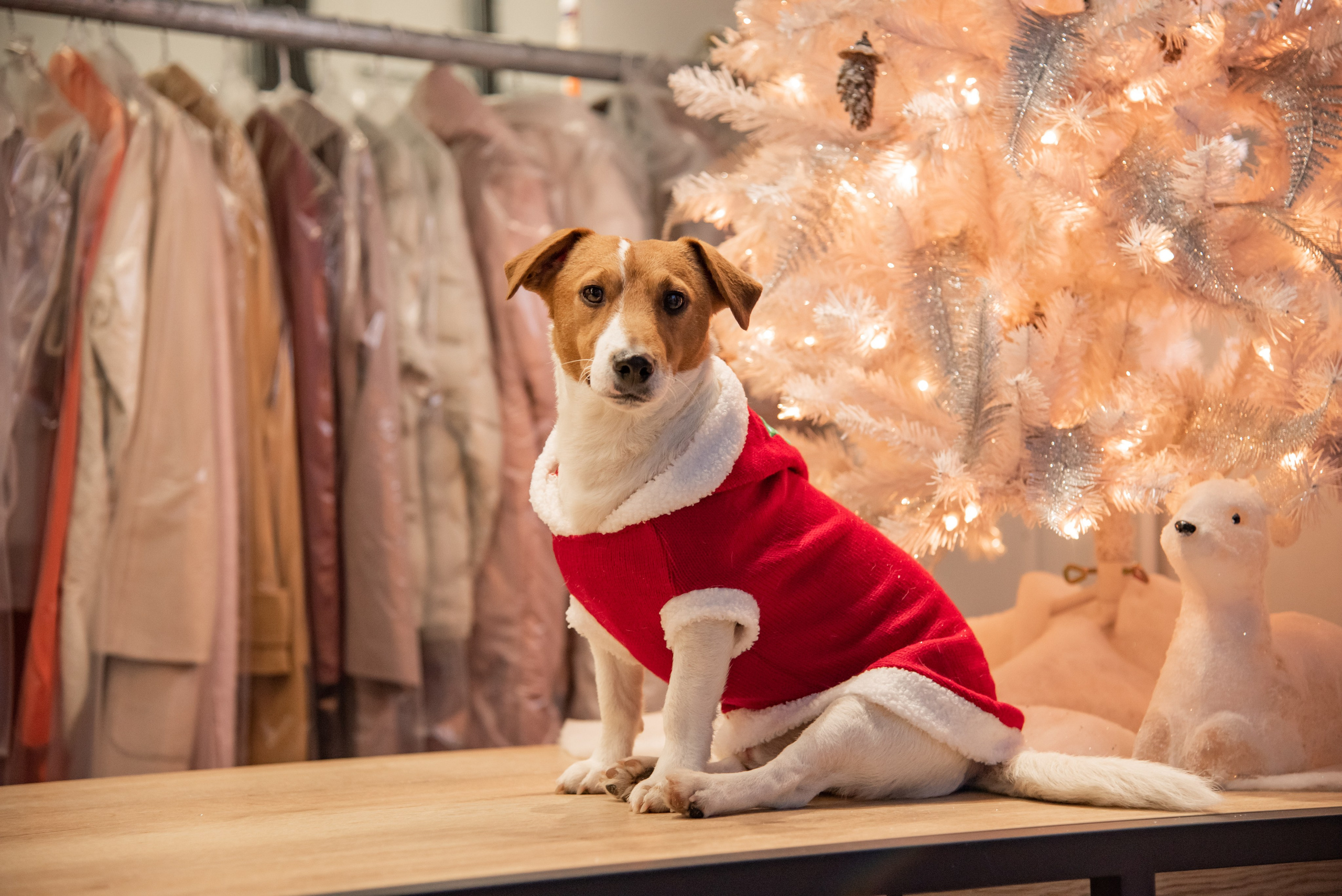 Контент для химчистки. Фотограф в Санкт-Петербурге Ковалева Елизавета