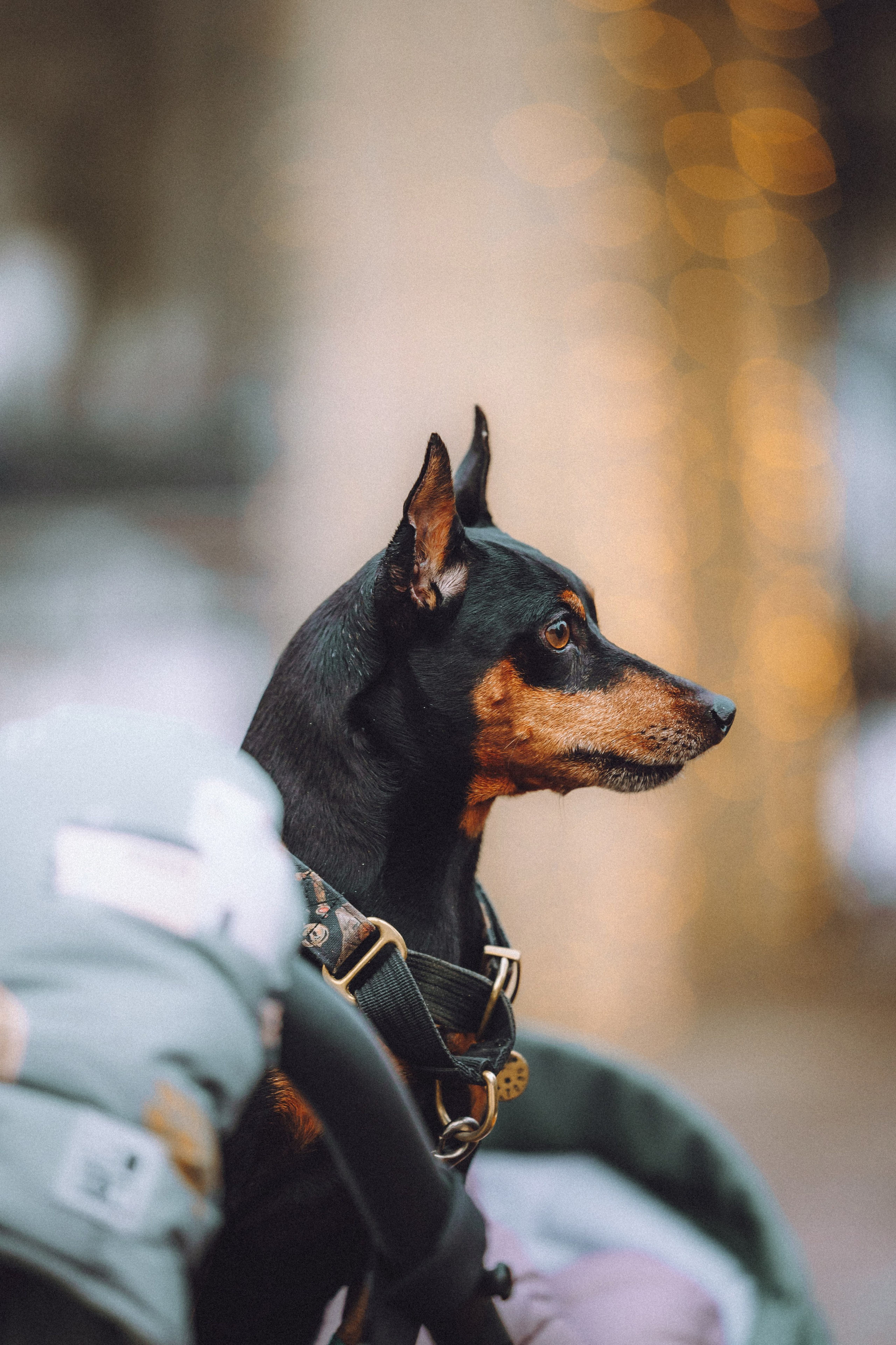 Топик и его семья