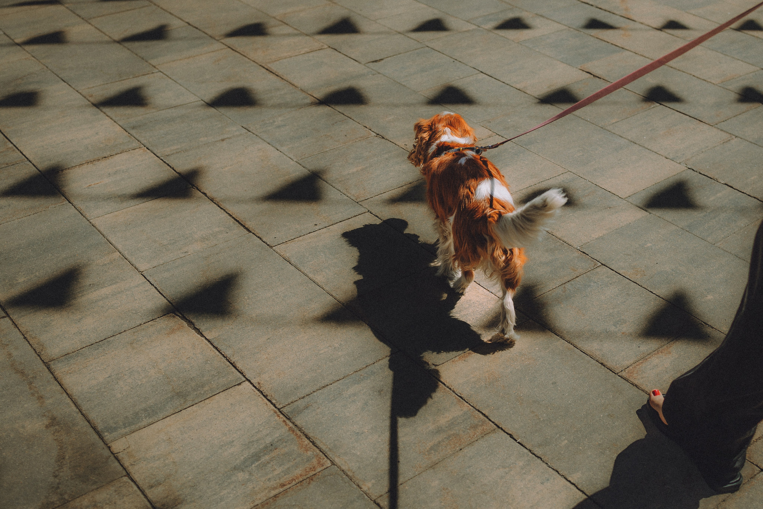 Ириска и ее семья