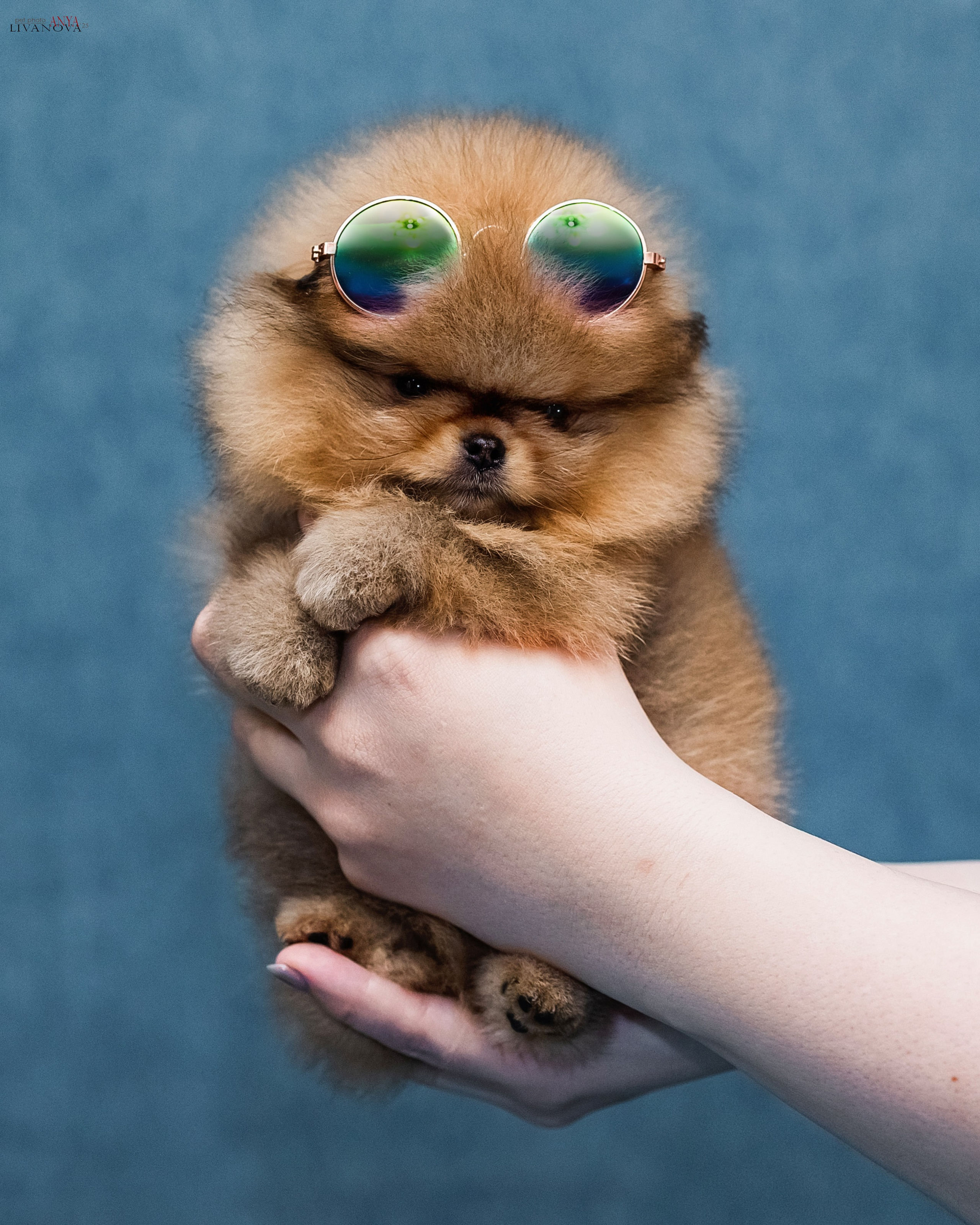 Шпицы. Фотограф анималист Аня Ливанова | Рыбинск