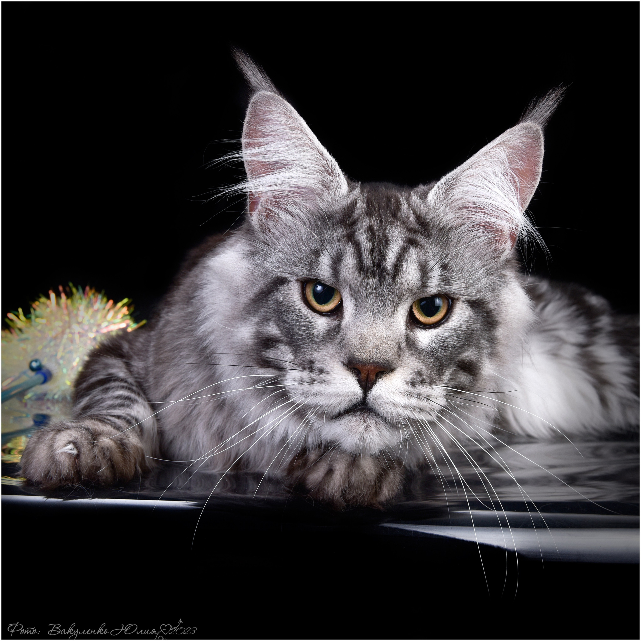 Взрослые. Фотограф анималист | семейный Юлия Вакуленко, г. Краснодар