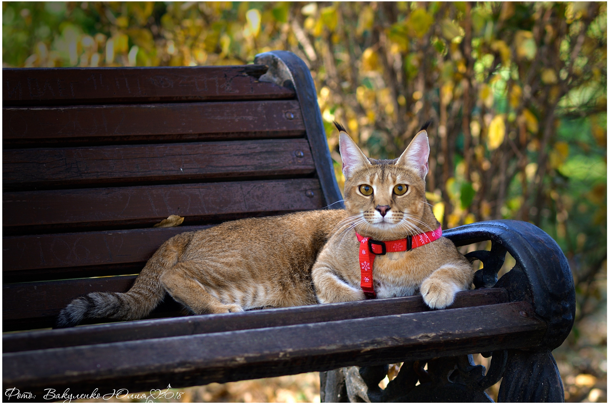 Взрослые. Фотограф анималист | семейный Юлия Вакуленко, г. Краснодар