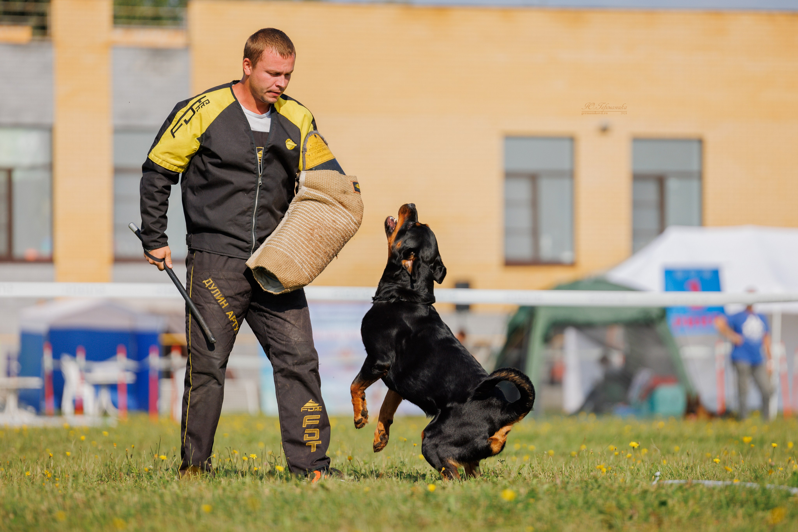 Нижний Новгород ротвейлеры 25.08.2024. Фотограф-анималист Юлия Германика