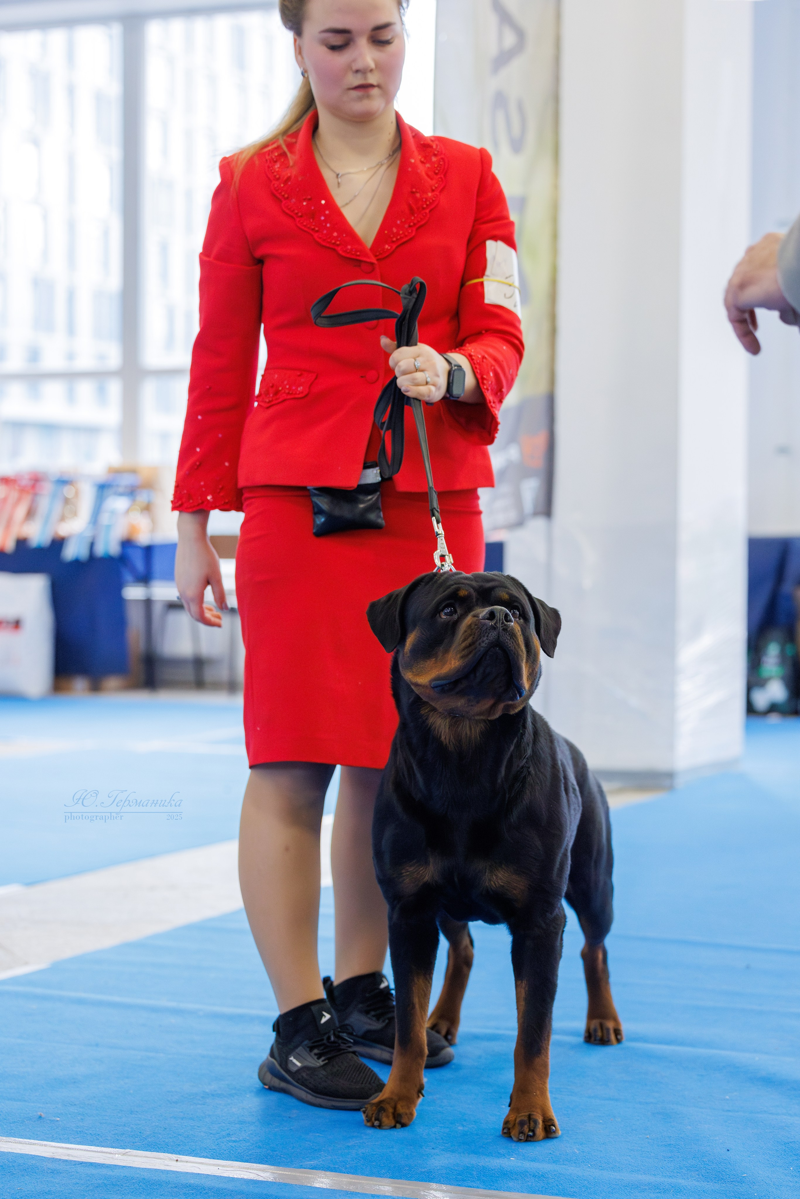 Питер ротвейлеры 18.01,Крокус 19.01.2025. Фотограф-анималист Юлия Германика