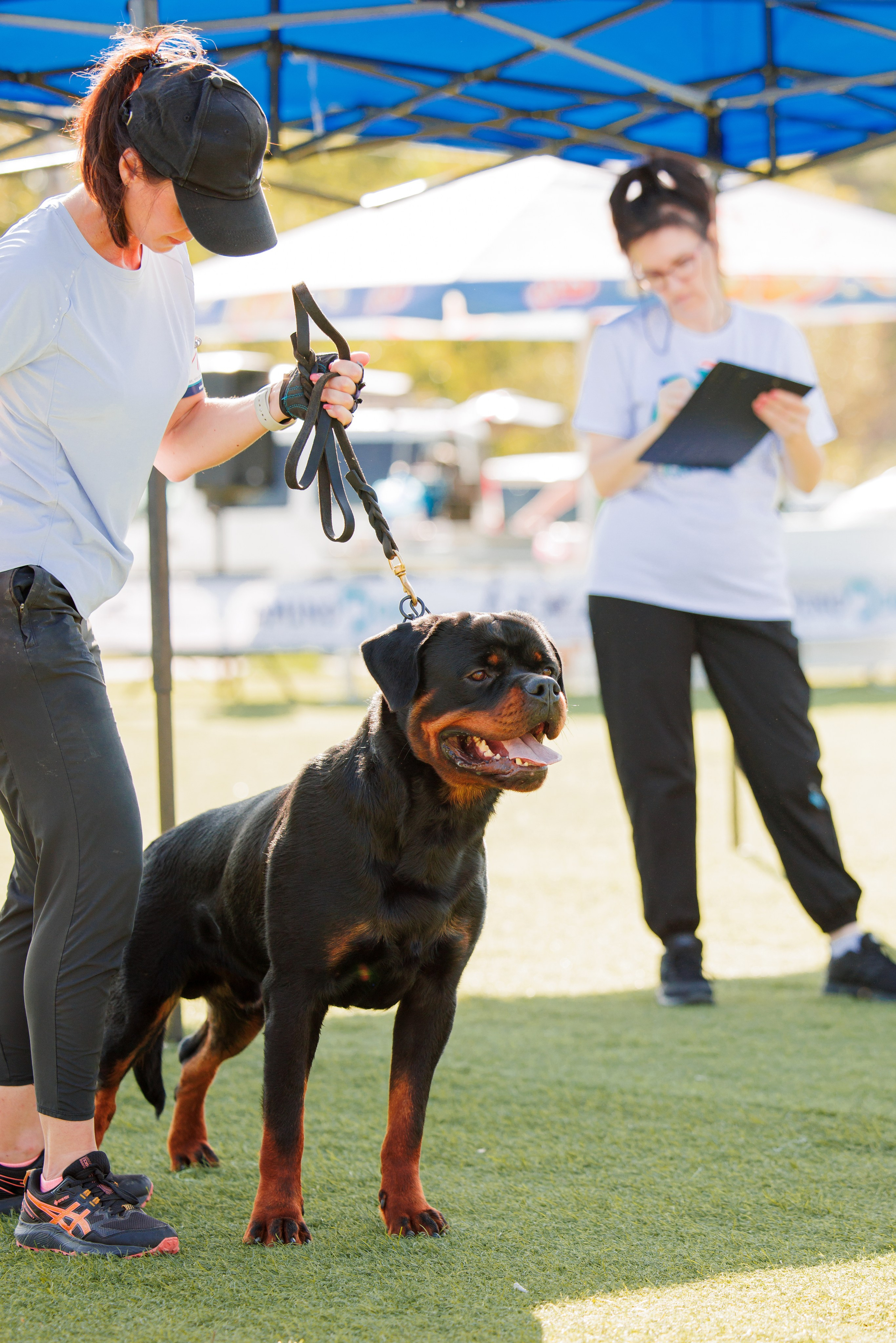 Анапа ротвейлеры 14-15.09.2024. Фотограф-анималист Юлия Германика