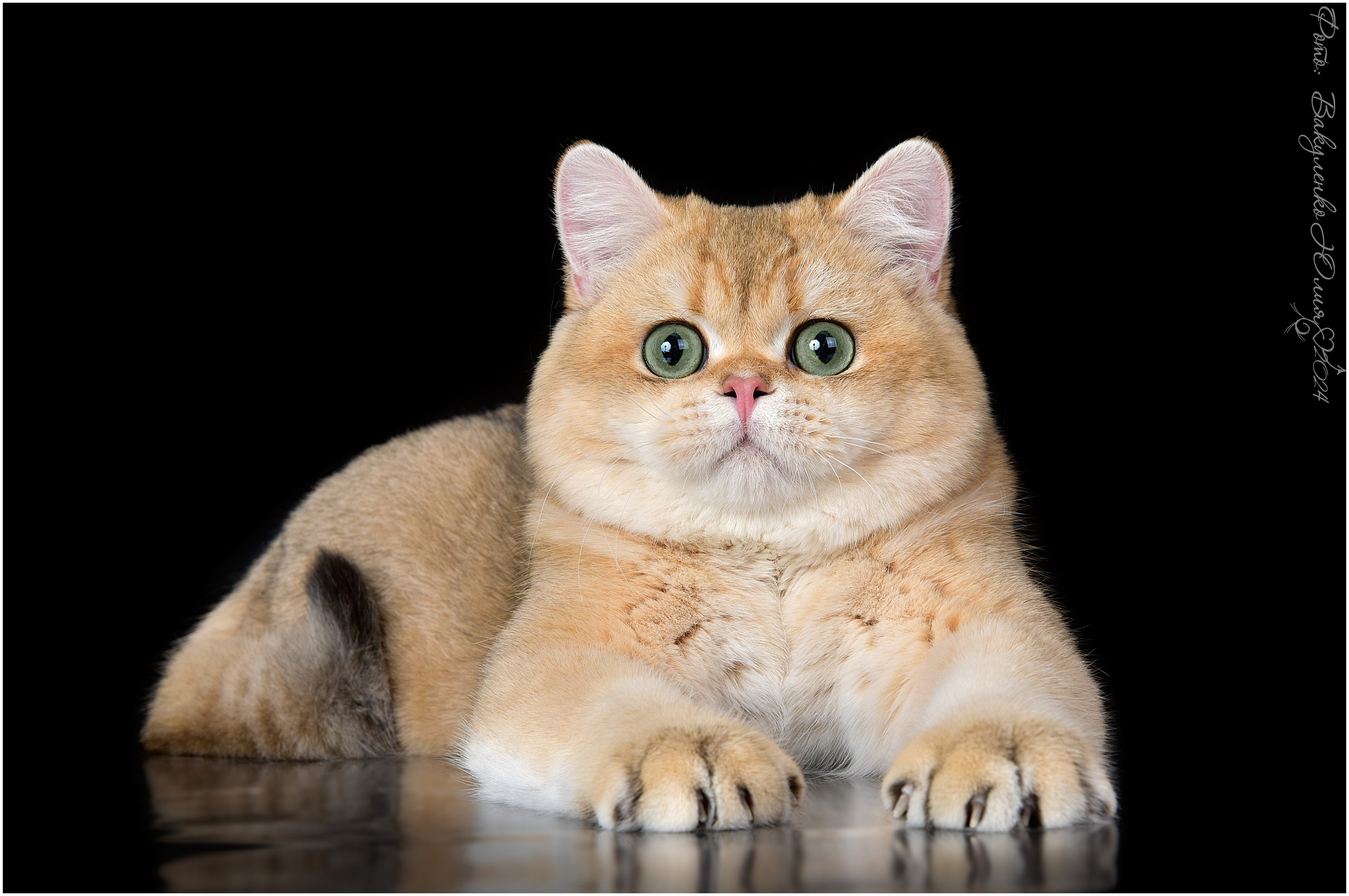 Котята. Фотограф анималист | семейный Юлия Вакуленко, г. Краснодар