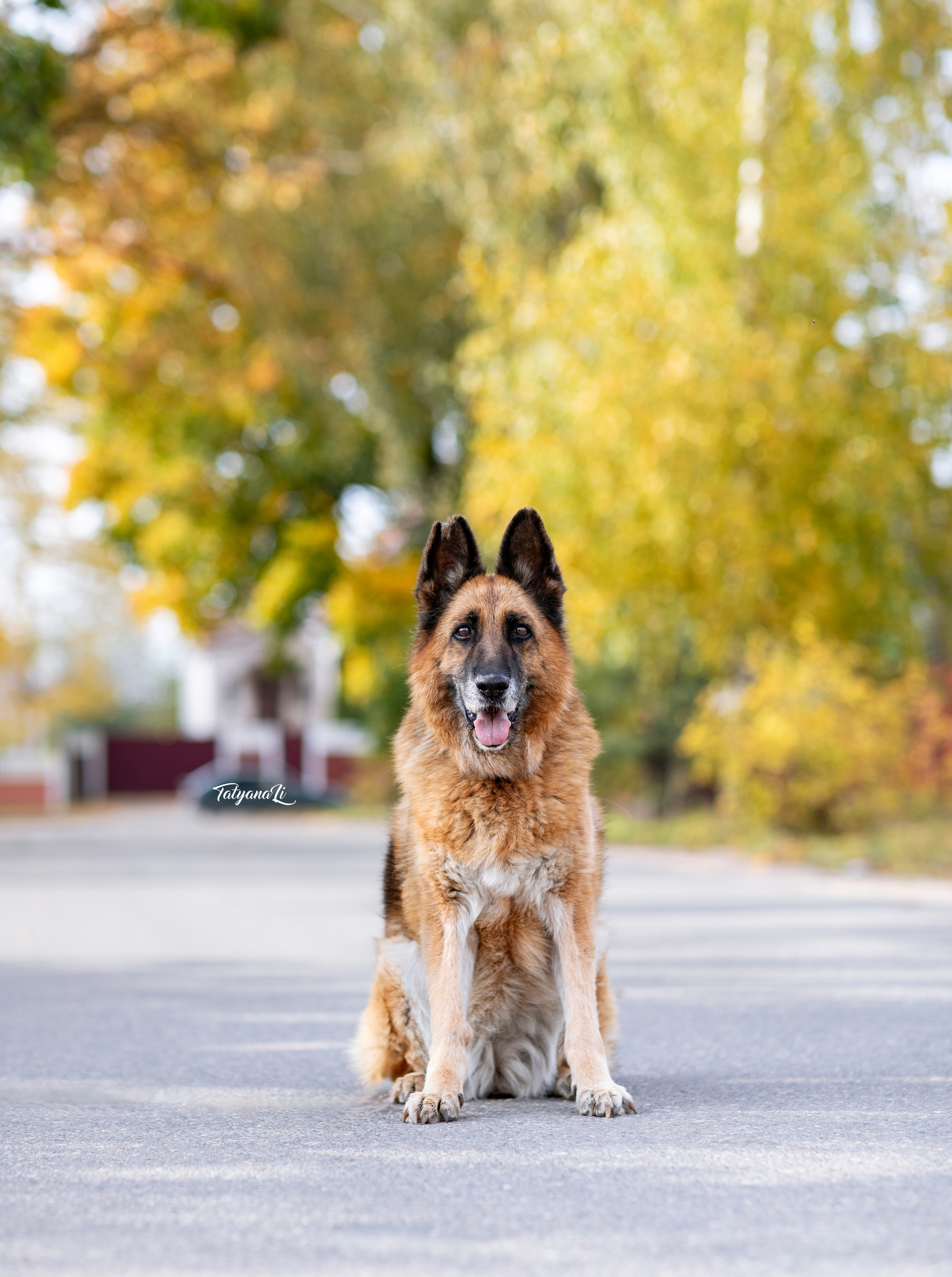 Овчарка. Фотограф — анималист Татьяна Ли