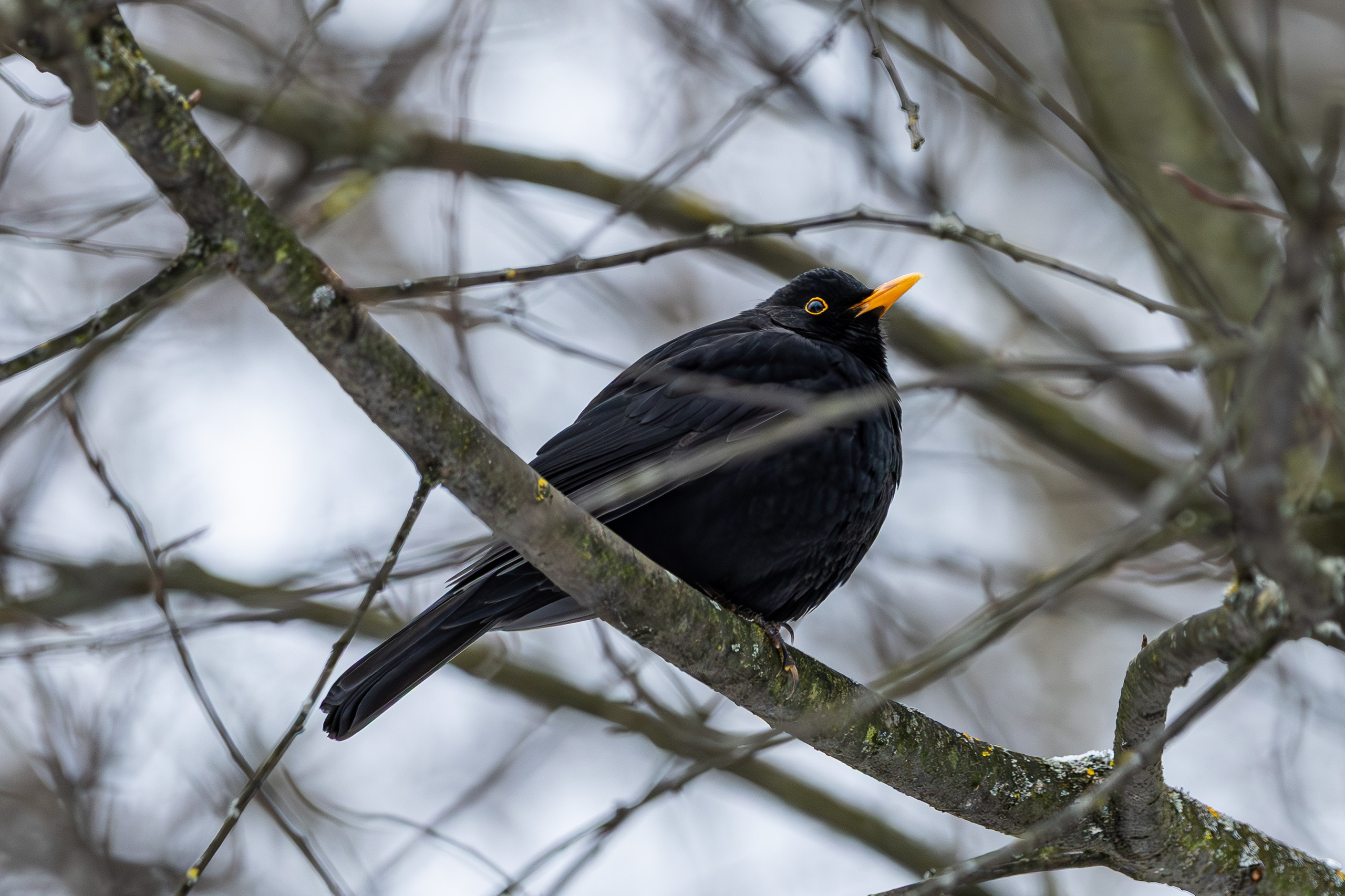 Природа. Фотограф Владимир Охрименко
