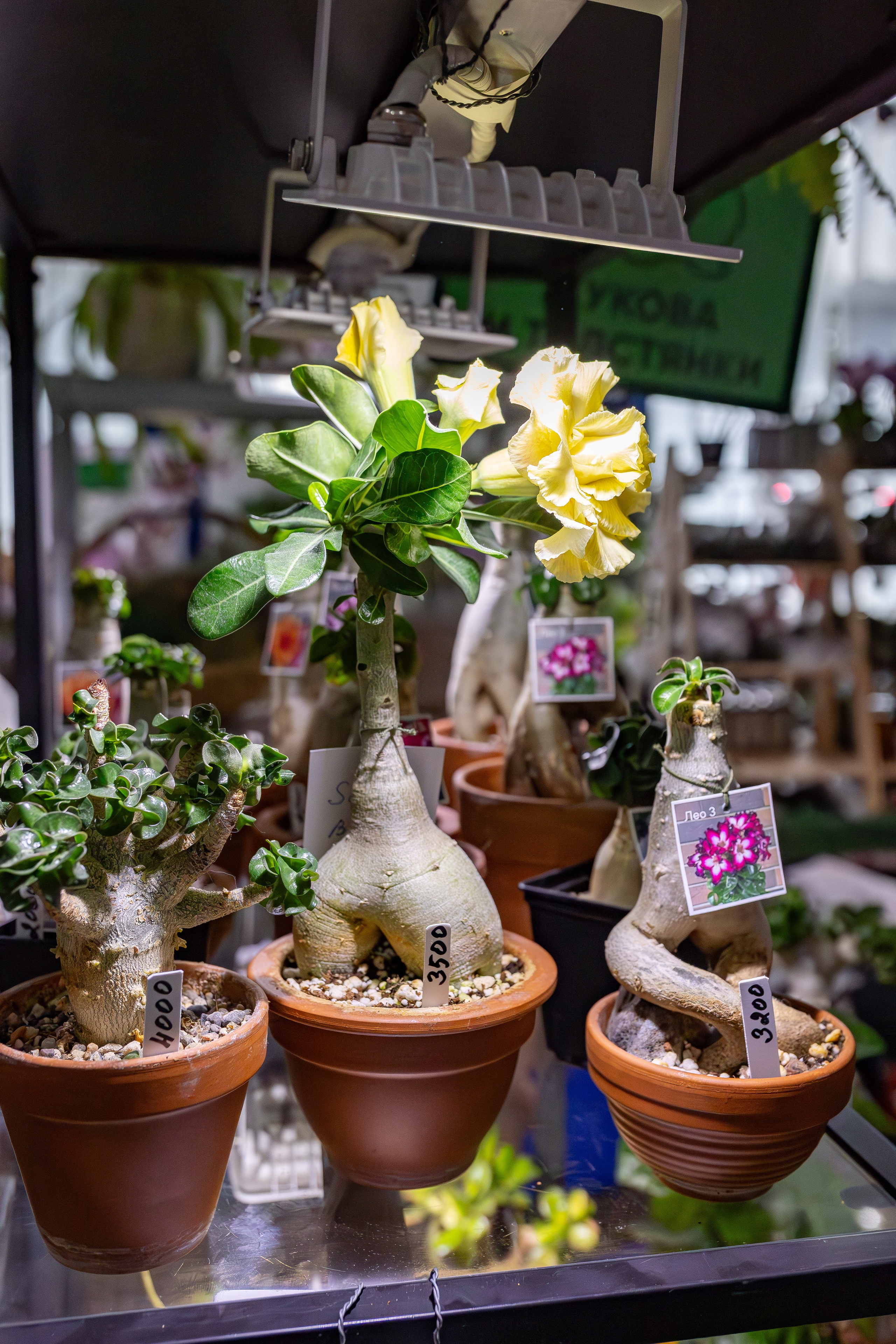 Орхидиум сентябрь 2025. Александра Куликова фотограф, Москва