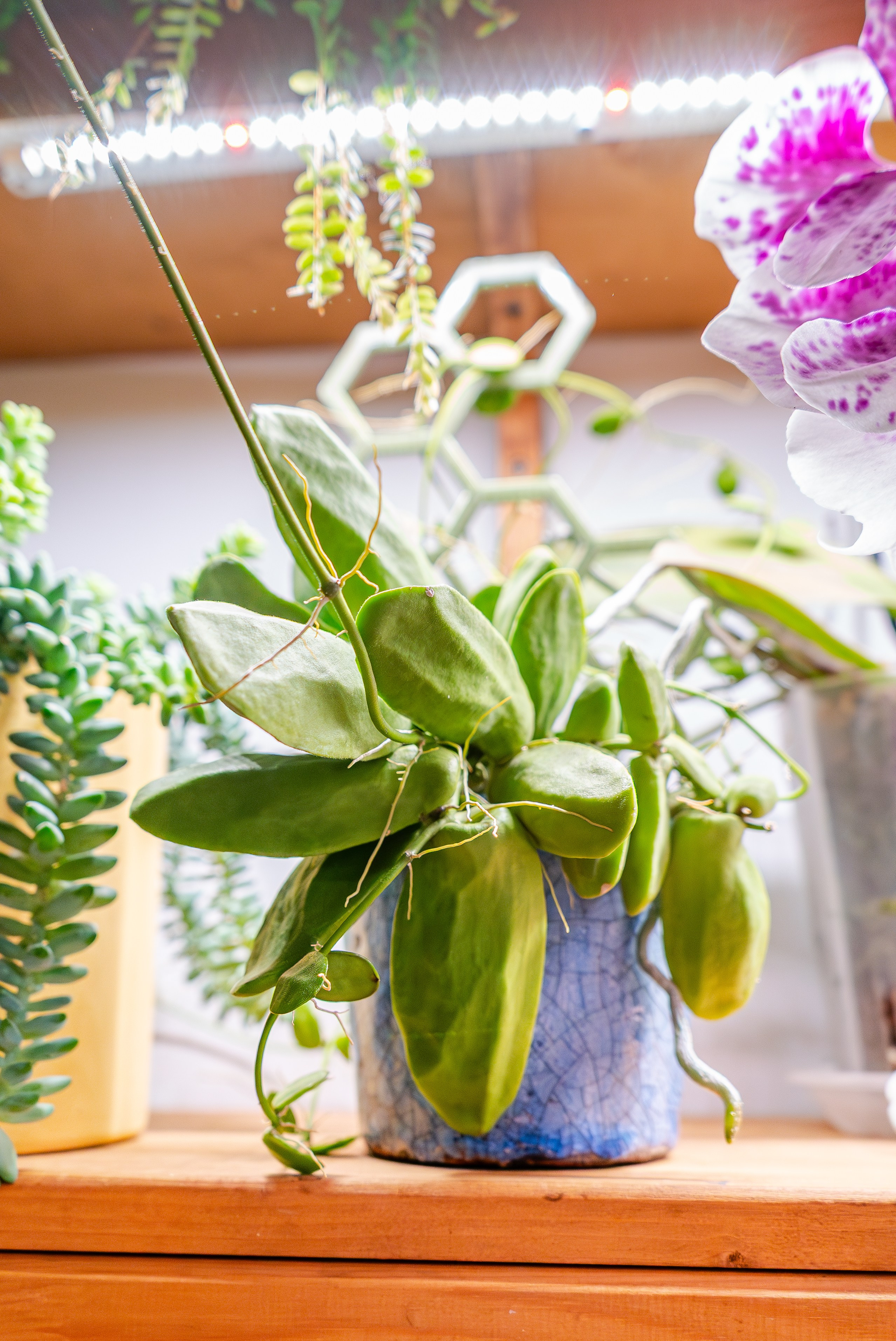 Make more plants. Александра Куликова фотограф, Москва