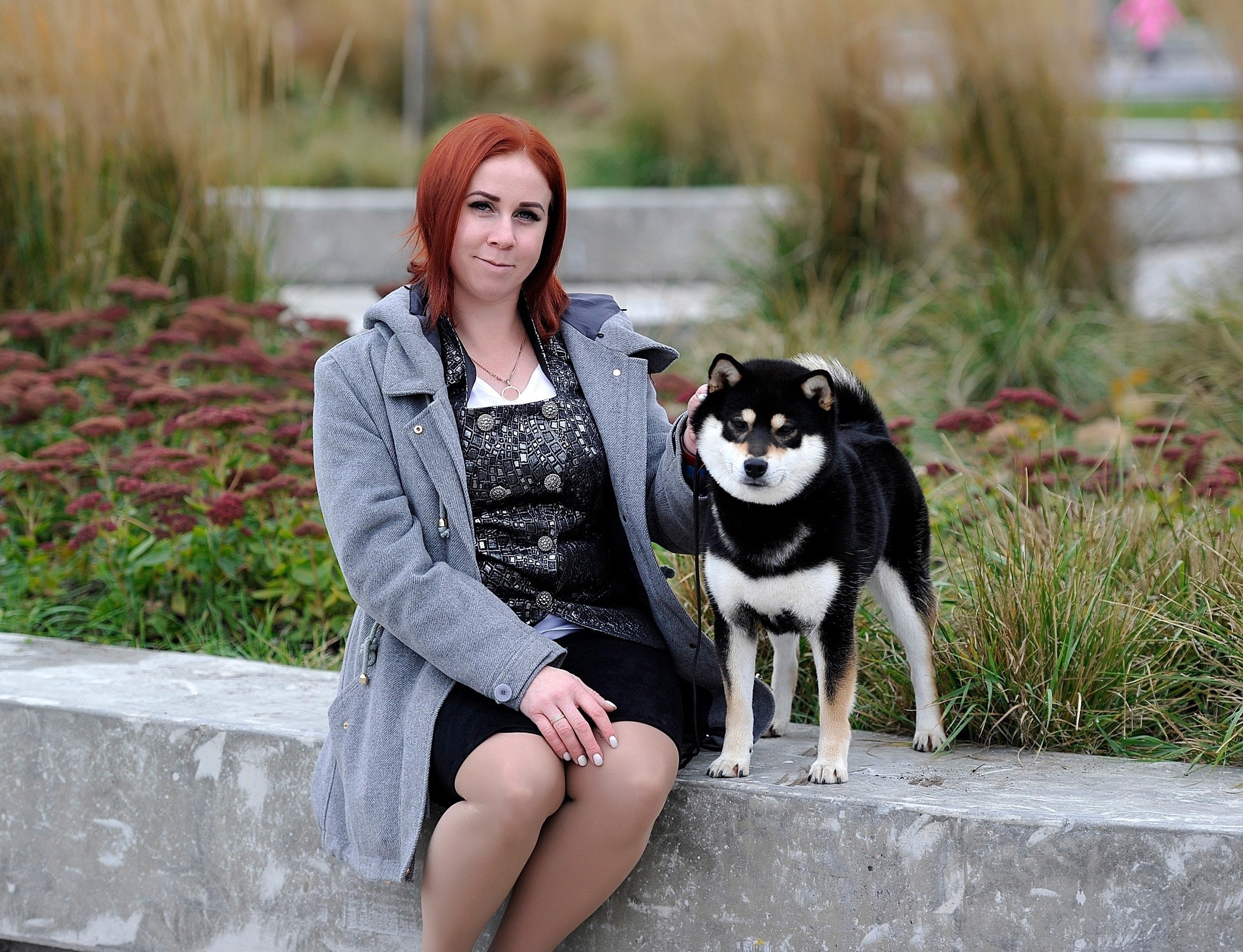 Тáту * Exceligmos Tatsu. Американская акита I Сиба ину I Питомник RUBYLIGHT