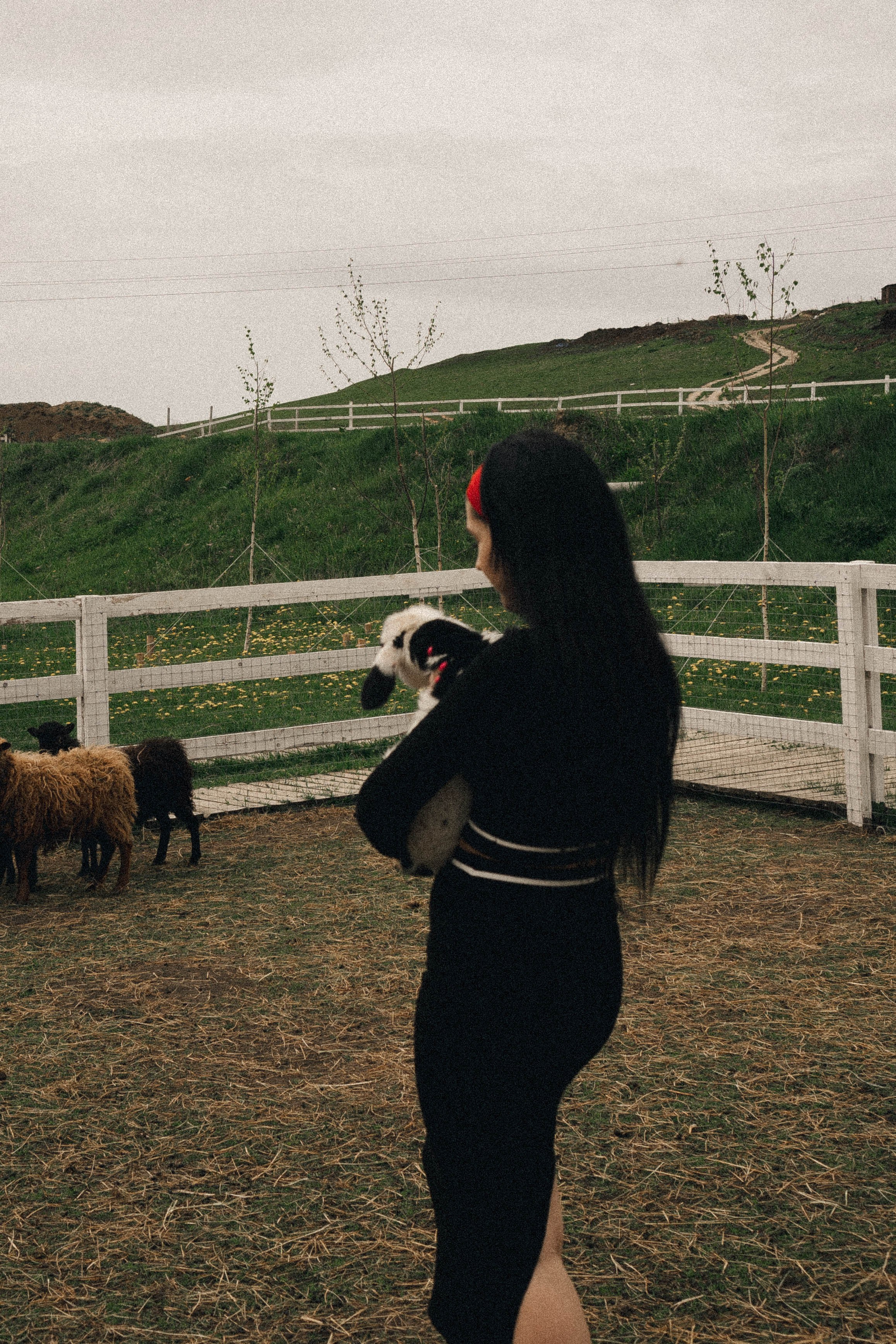 Ферма Альпак. Профессиональный фотограф, Санкт-Петербург — Виктория Богомолова