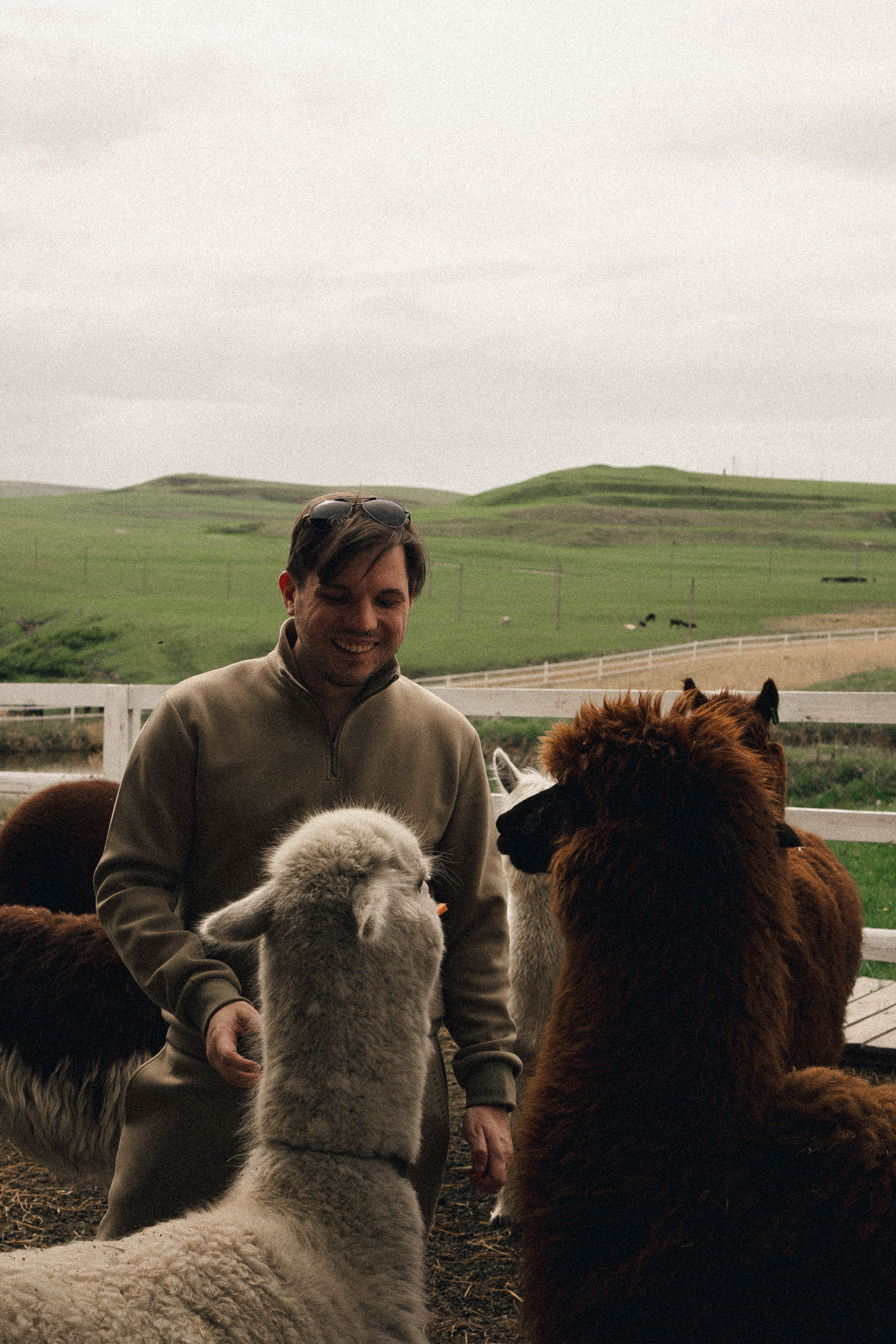 Ферма Альпак. Профессиональный фотограф, Санкт-Петербург — Виктория Богомолова