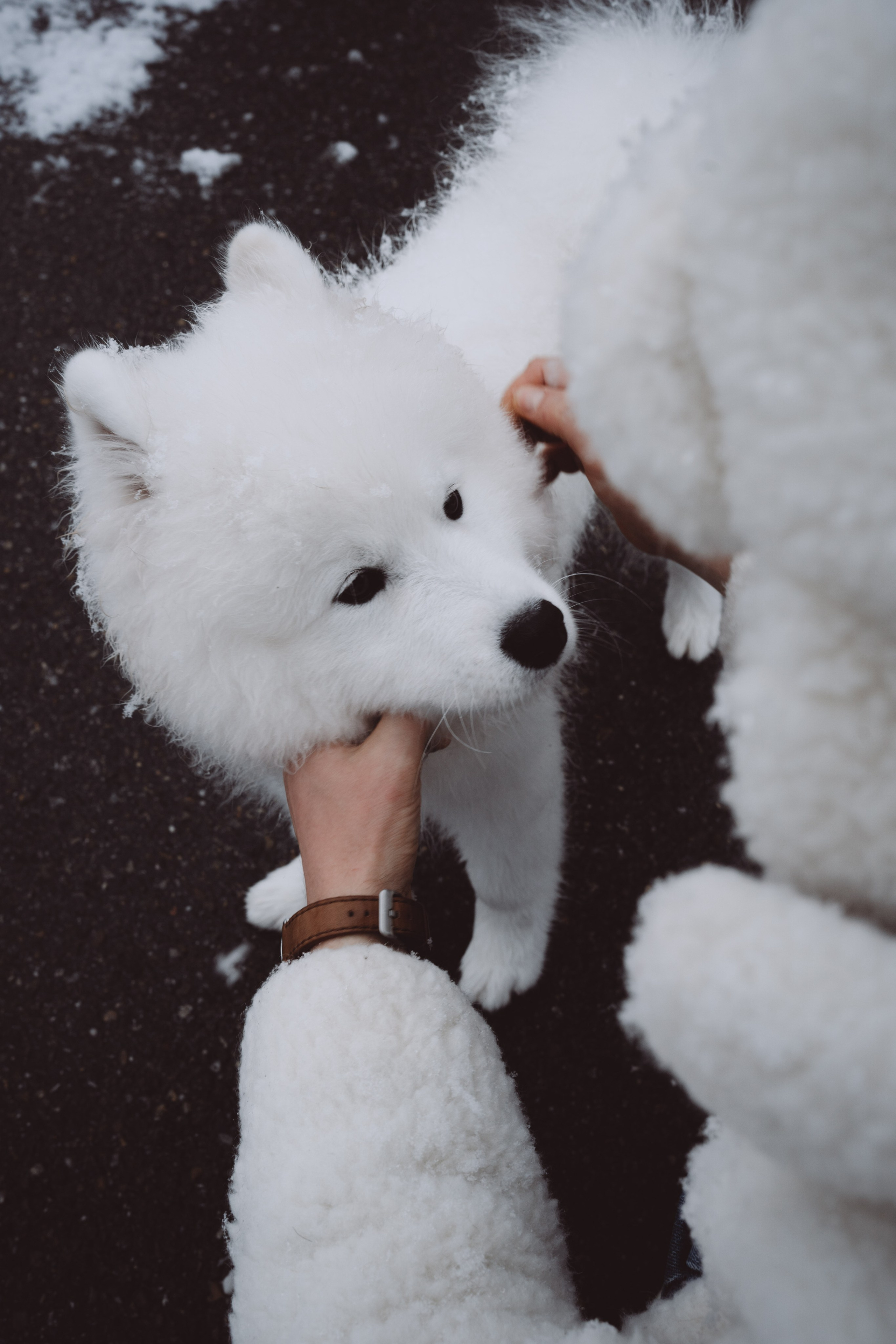 Антон, Дарья и Шани. Фотограф в Сочи Щетинина Анастасия