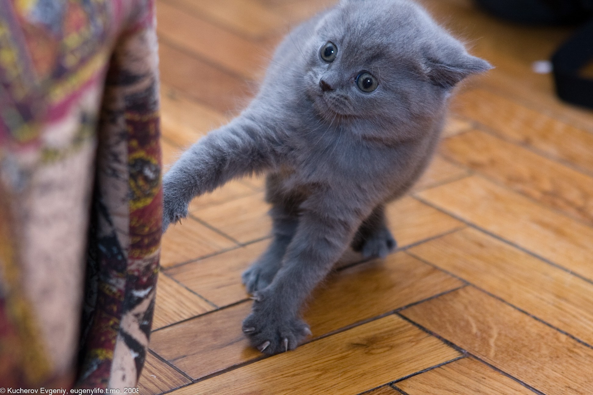 Животные. Кучеров Евгений. Фотограф