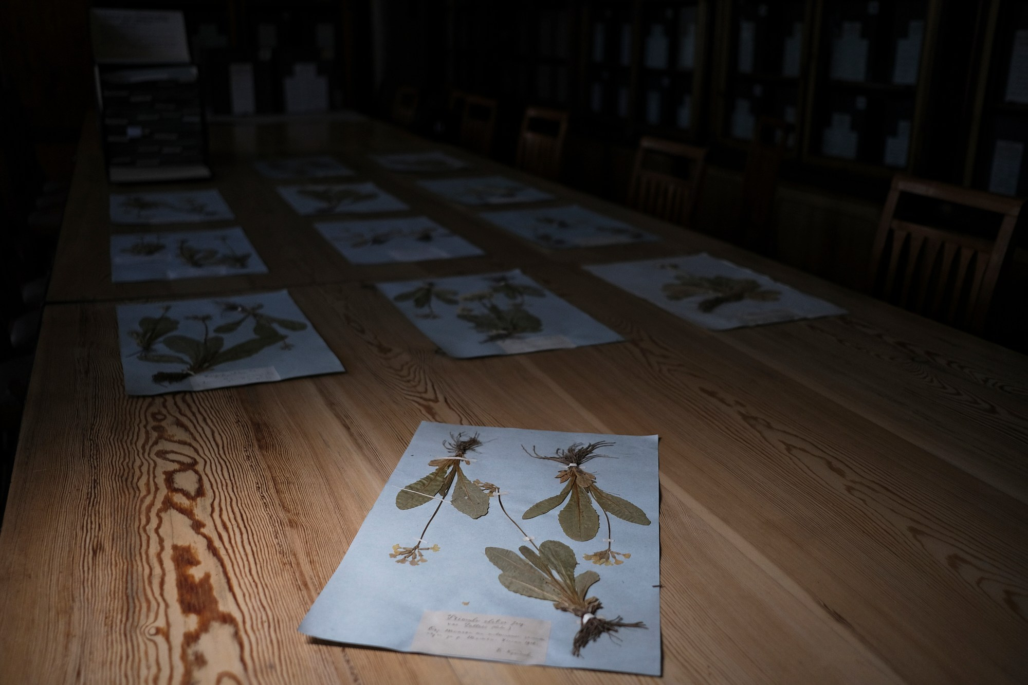 Гербарий ТГУ, herbarium