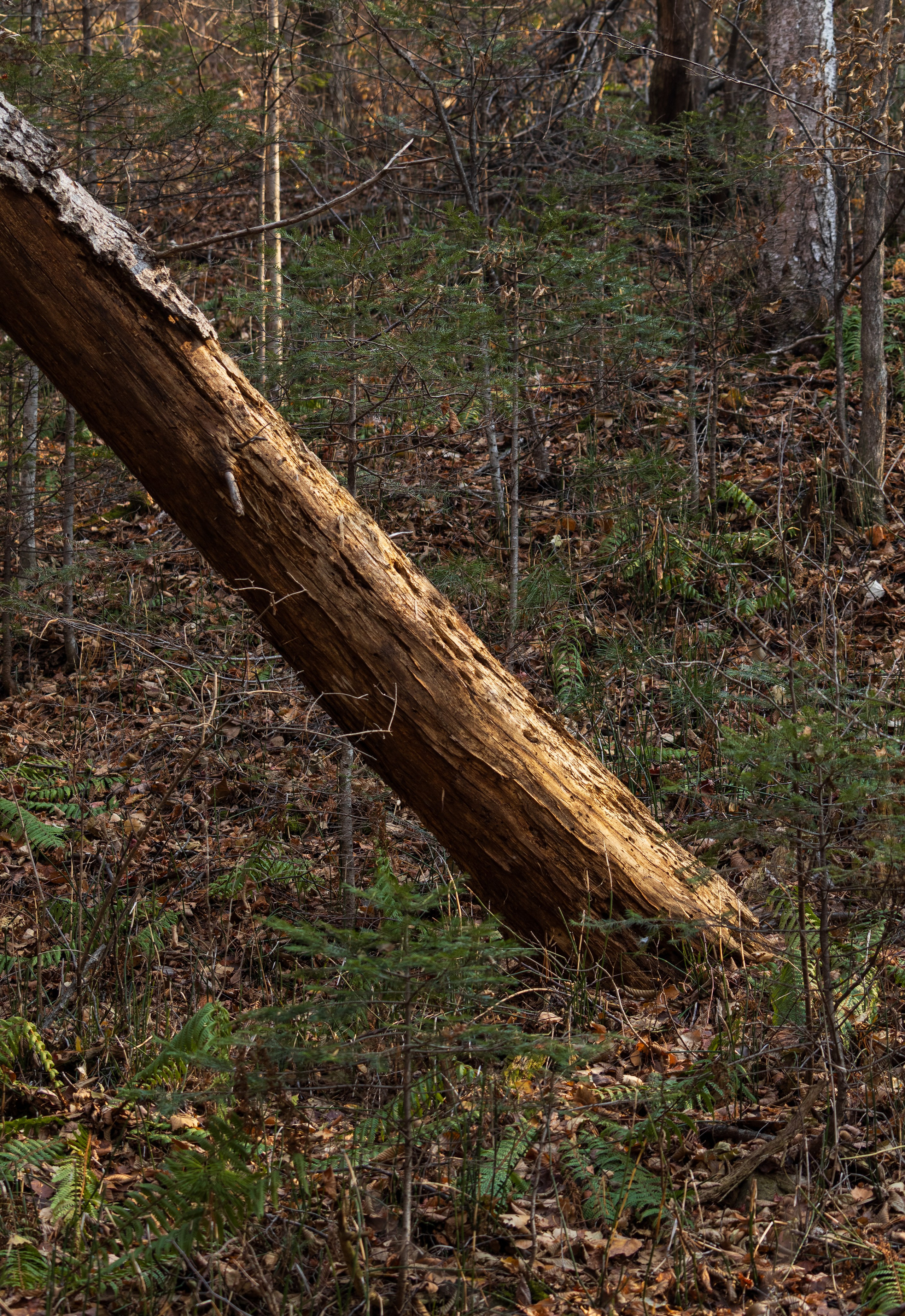 Маруськины слёзы. Константин Кириченко