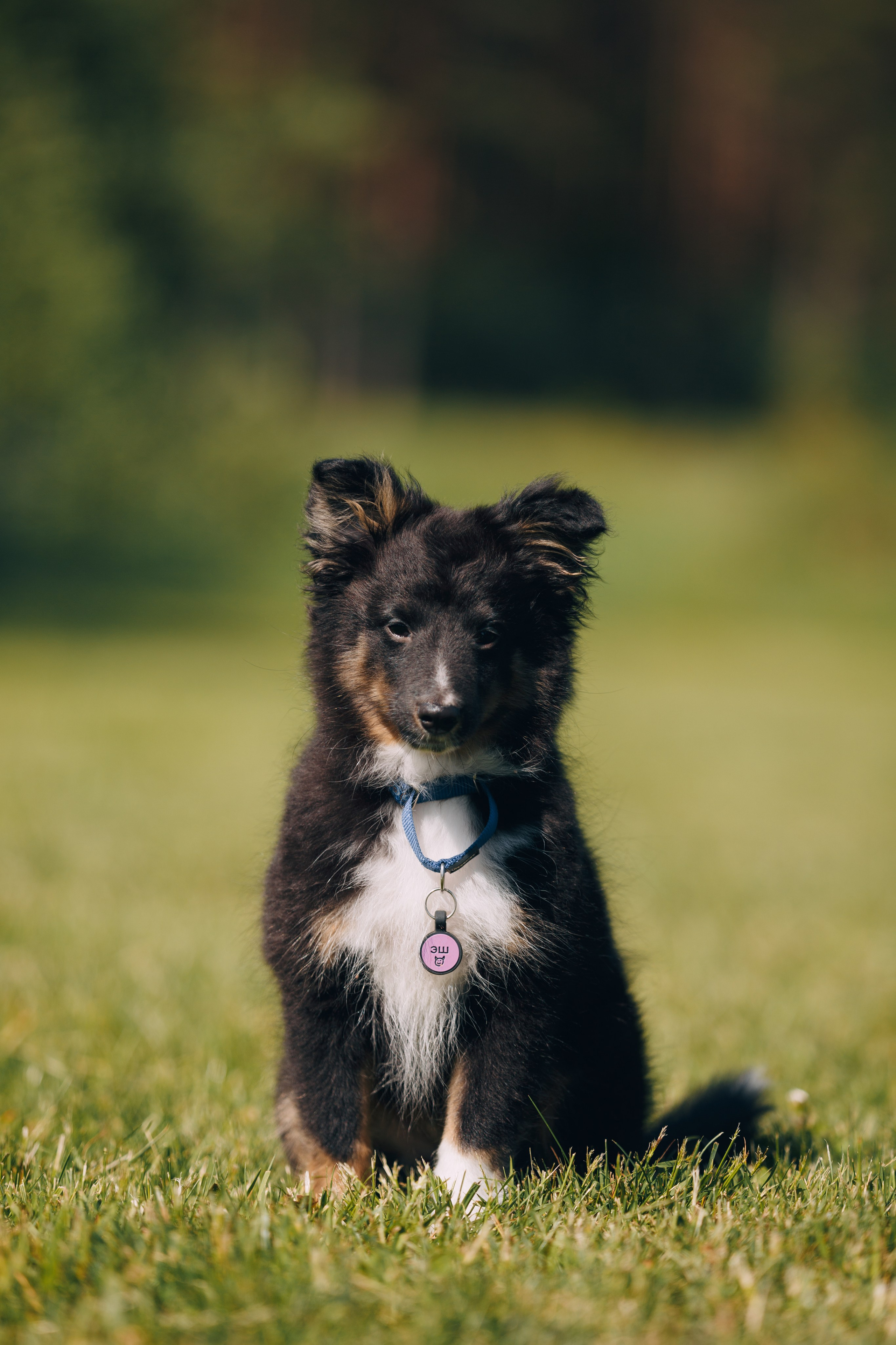 Кинологический лагерь в Горыныче. Фотограф анималист Кристина Карпова, Москва