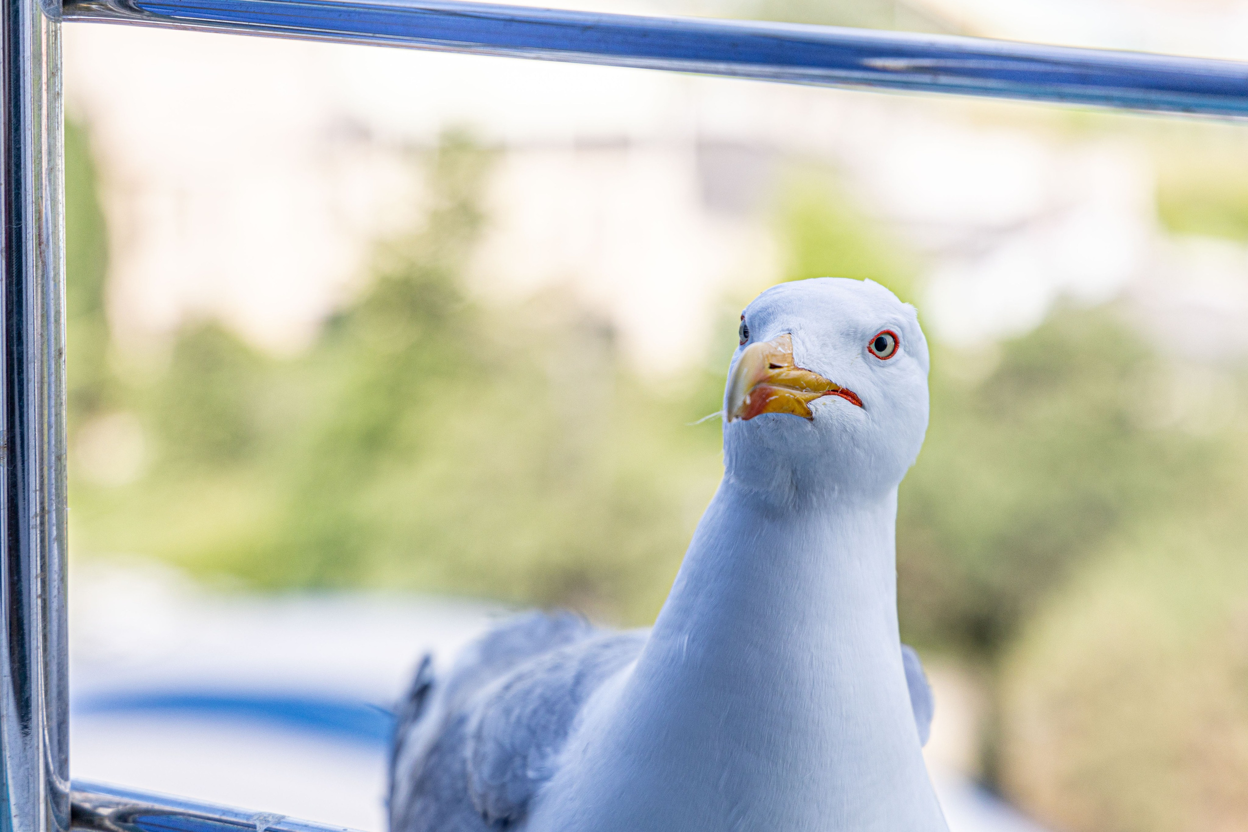Фотограф Татьяна Марсуверских г. Жуковский, Москва и Мо. Репортажные съёмки, фотосессии,  фотограф анималист, фотосъёмка животных. Фотограф для маркетплейсов, фотоуслуги в Жуковском Татьяна Марсуверских