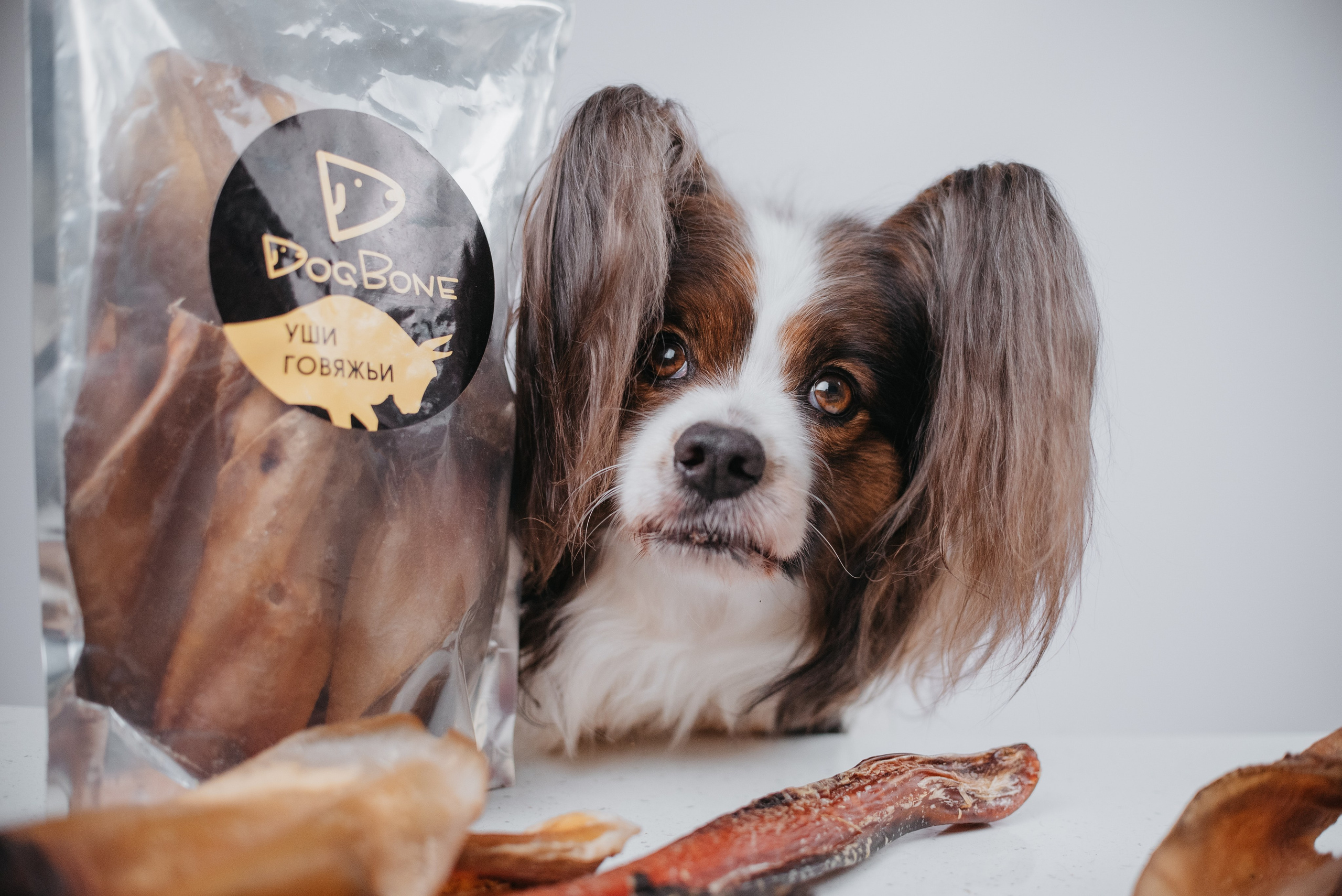 Dog Bone контент. Фотограф-анималист Валерия, Москва, Мытищи