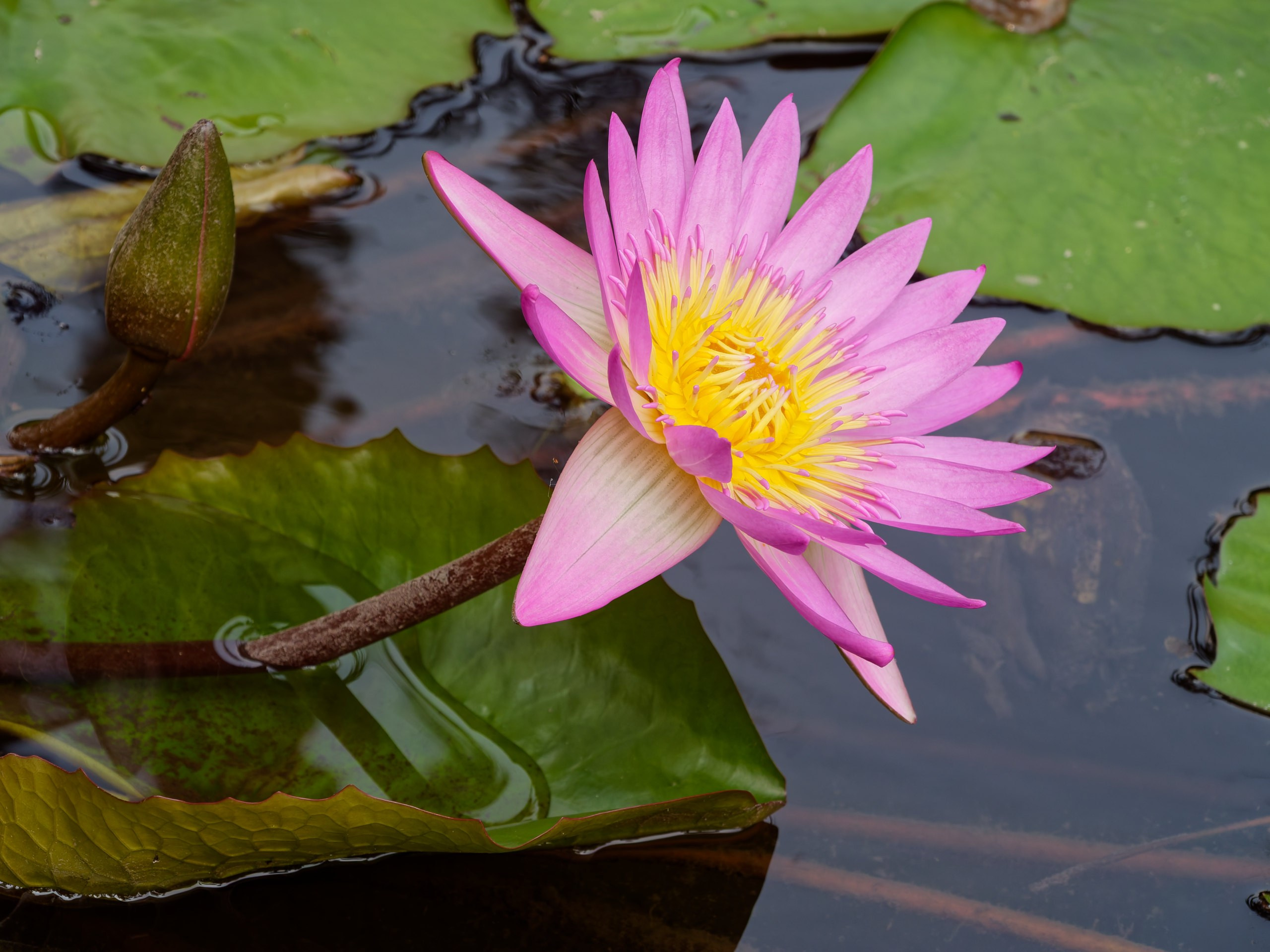 Хайнань 2026, флора, цветы и деревья. Фотопрогулки по Миру