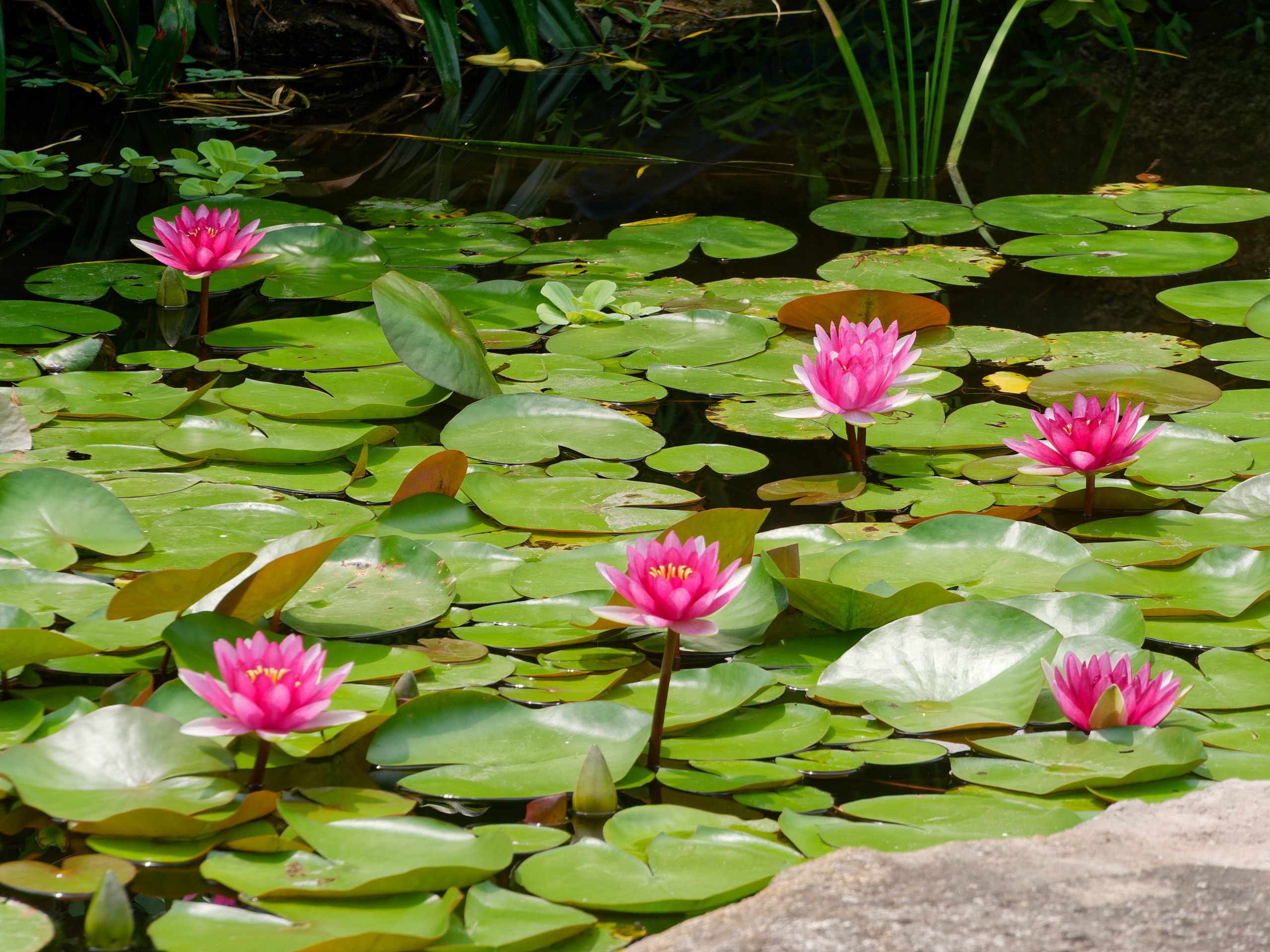 Хайнань 2026, флора, цветы и деревья. Фотопрогулки по Миру