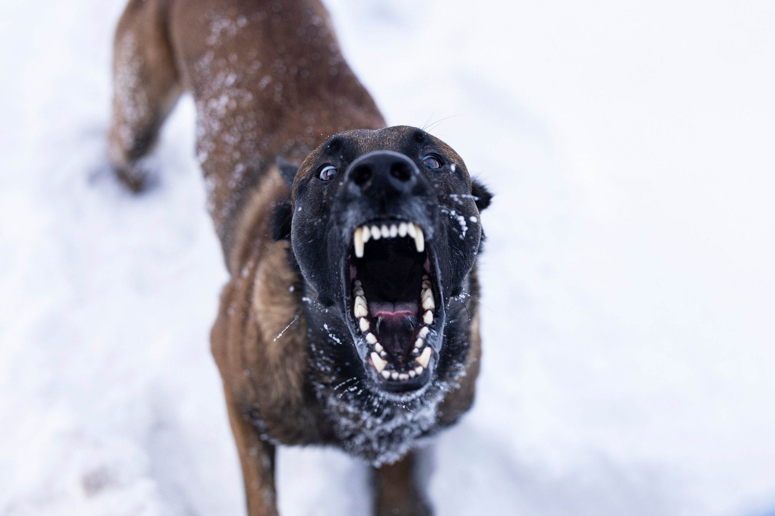 Раш. Фотограф-анималист Анна Маринич