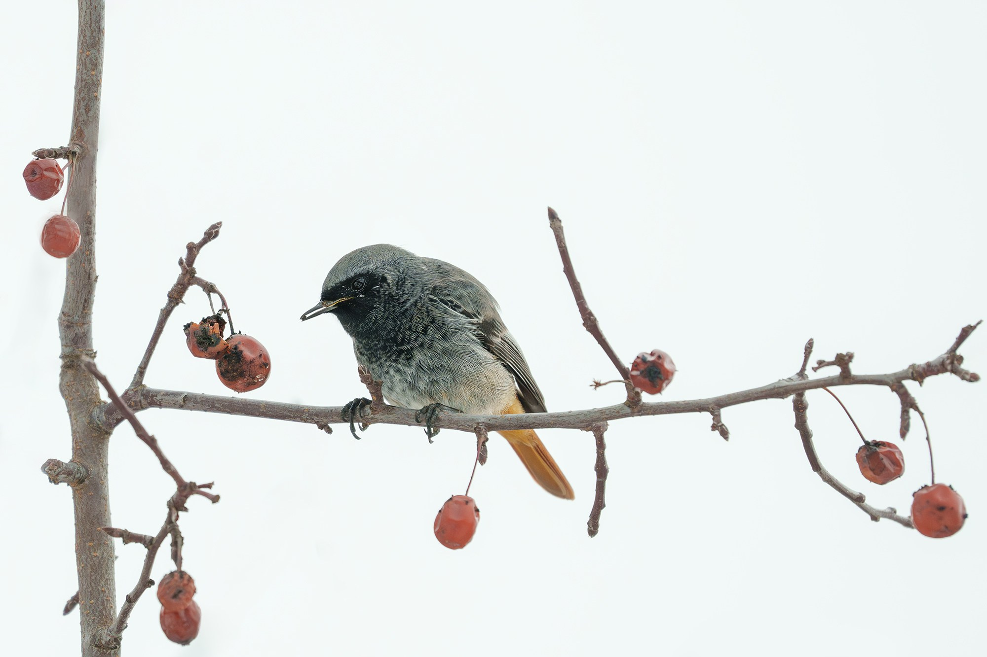 Удивительные мир птиц. Вокруг нас столько прекрасного — присмотритесь!. Ваш личный фотограф Марина Волкова