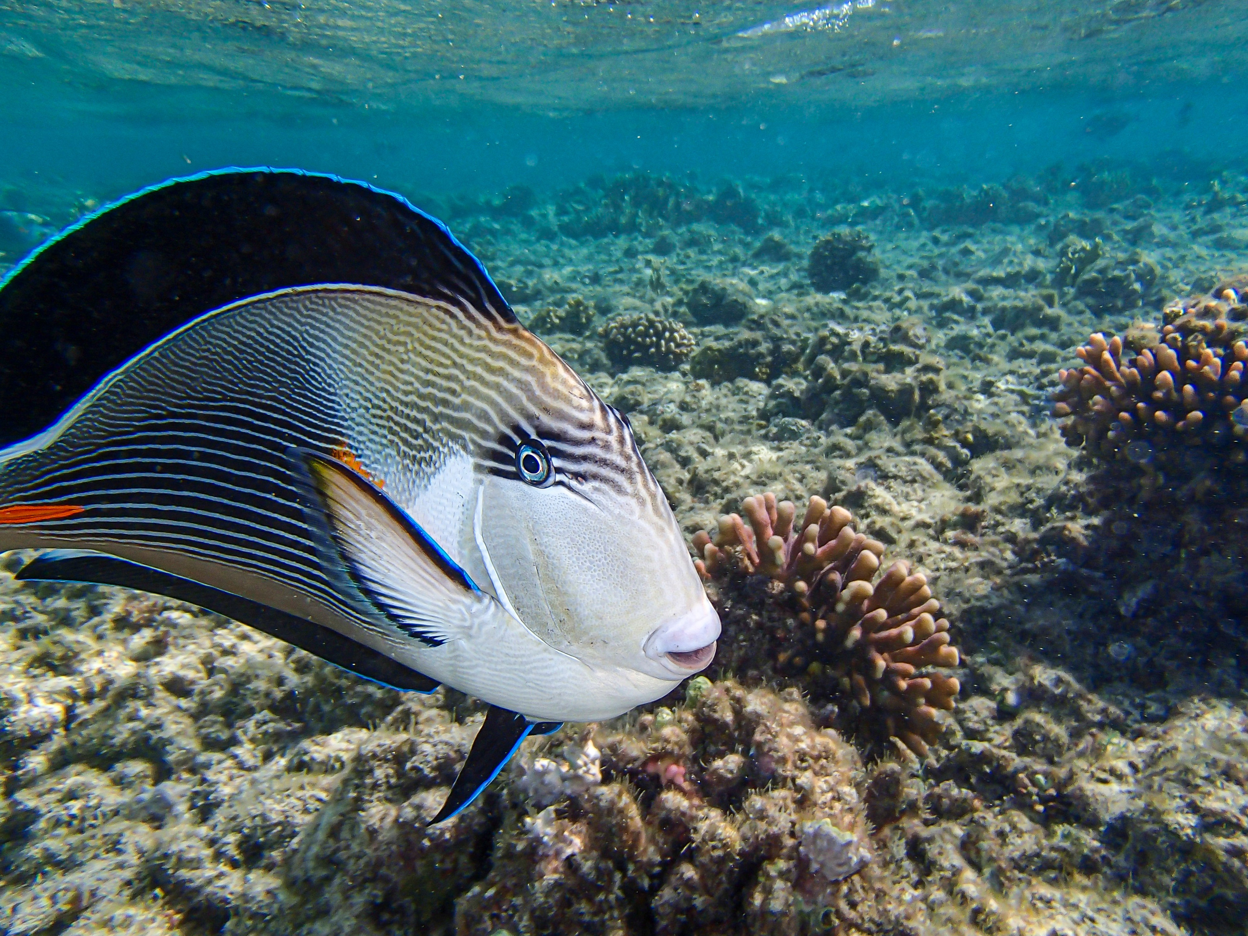 Acanthurus sohal (лат.), Sohal surgeonfish, Арабский хирург. // Египет, Pensee Azur, домашний риф