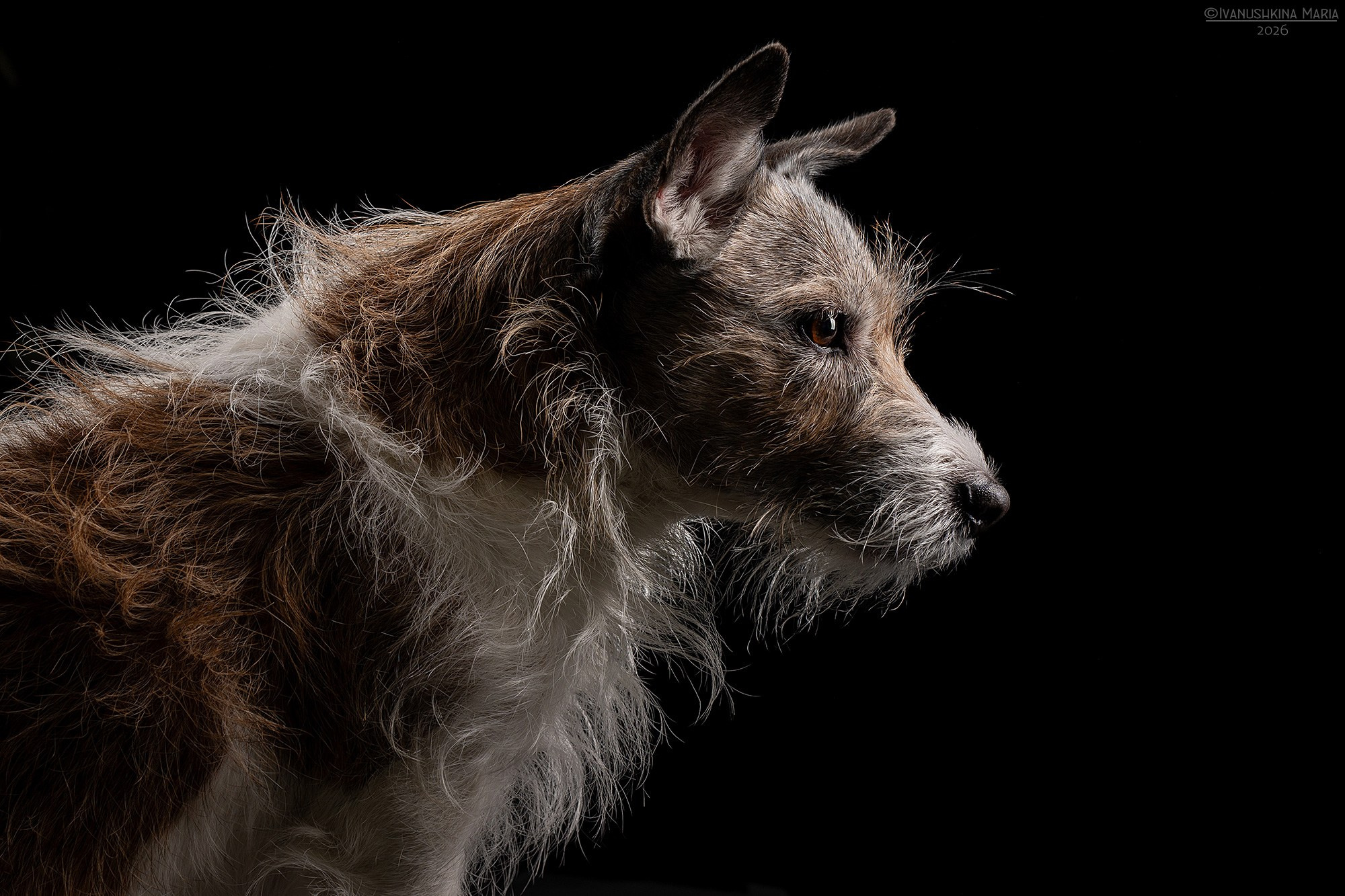 Фотосессия собаки в студии. Фотограф собак в Москве и Московской области Иванушкина Мария