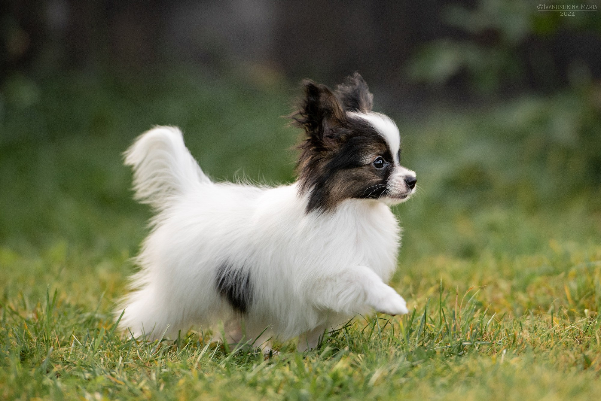 Фотосессия щенков на продажу. Фотограф собак в Москве и Московской области Иванушкина Мария