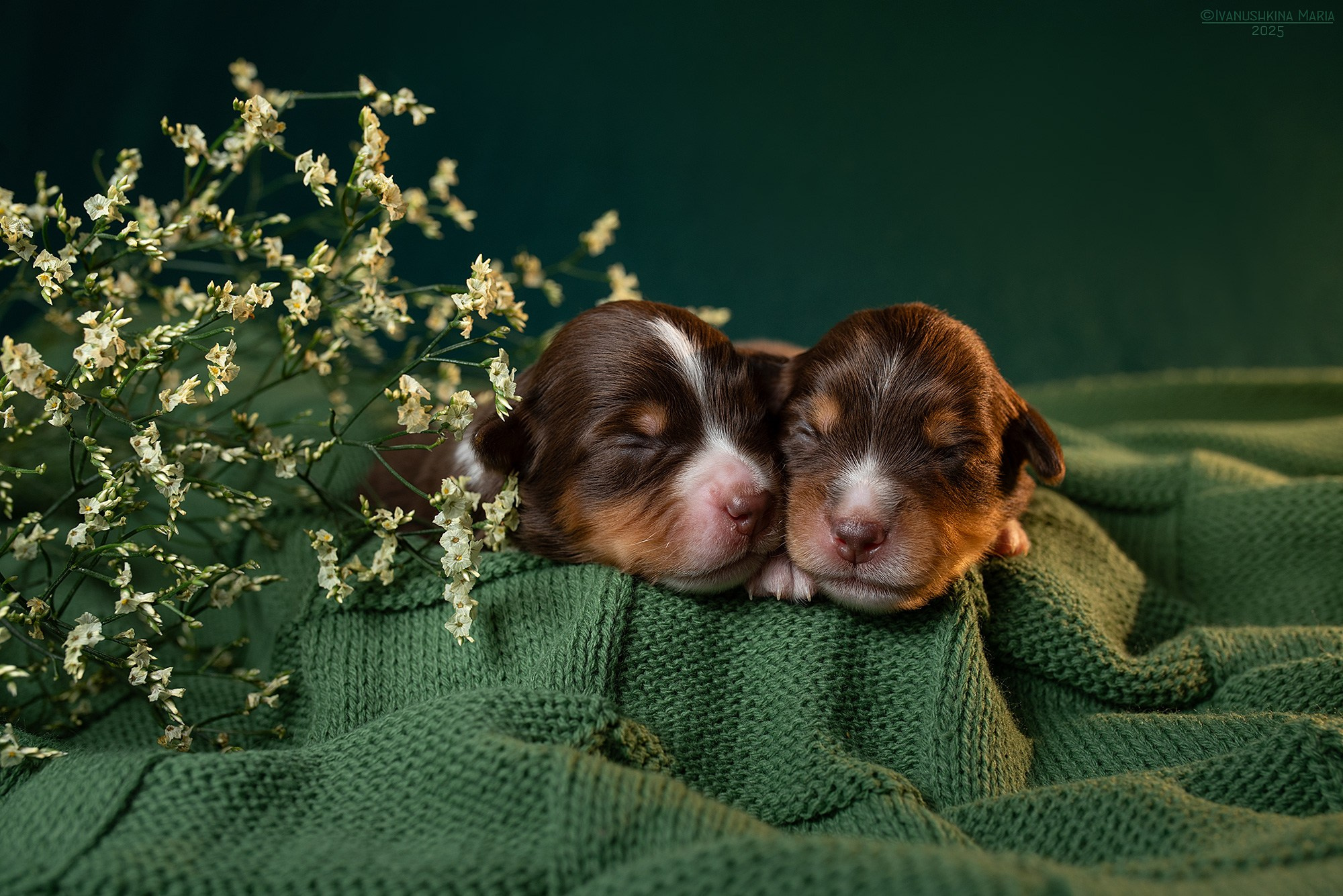 Ньюборн фотосессия щенков. Фотограф собак в Москве и Московской области Иванушкина Мария