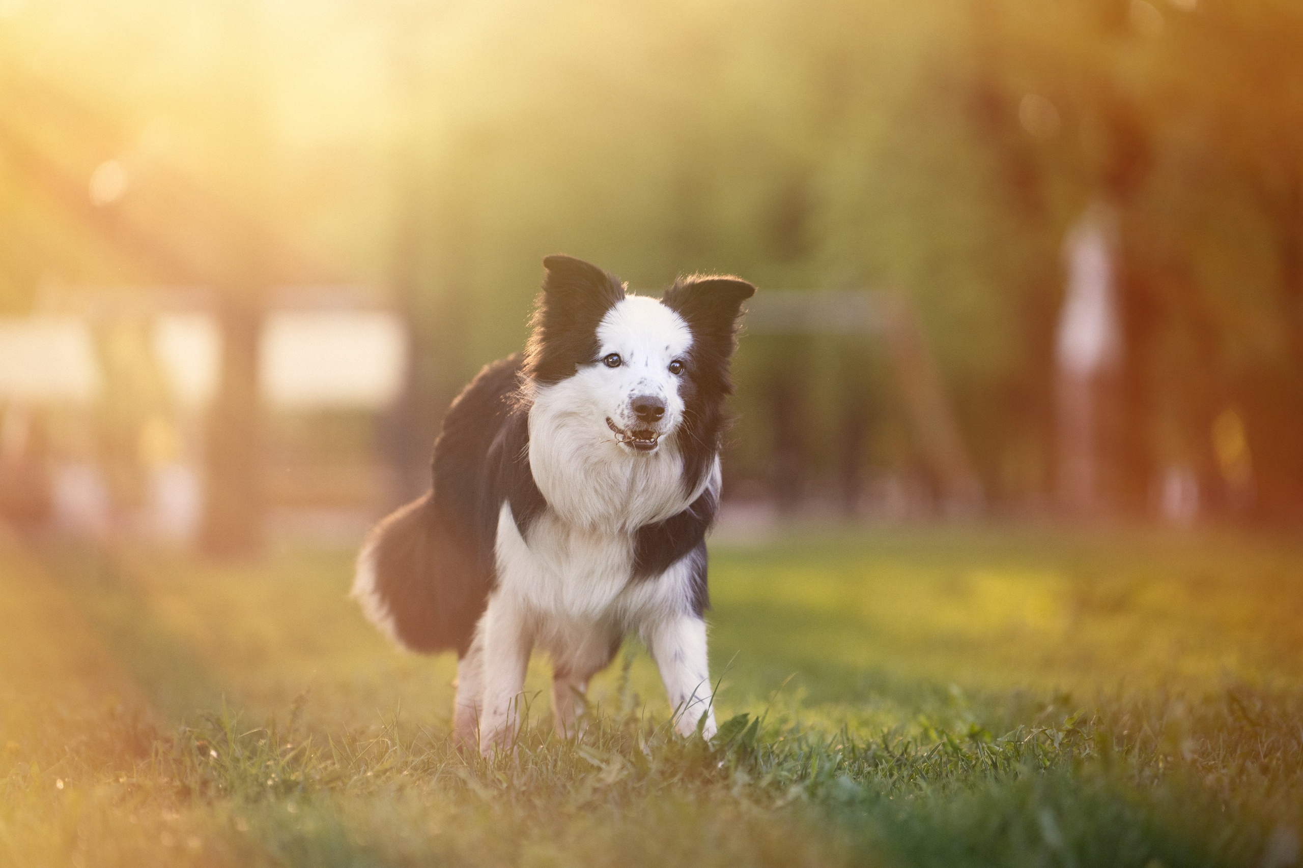 Таня, Дима и Чейси. Фотограф анималист в Москве и Санкт-Петербурге Свиридова Анна