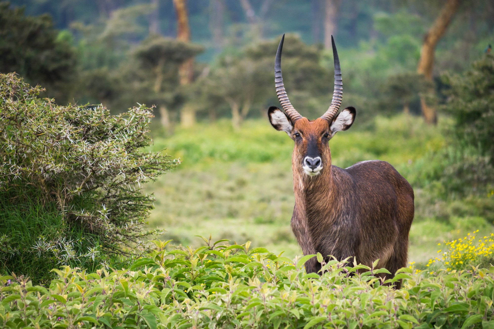 Африка. Кения. Фотосъёмка животных в африканской саванне. Фотограф Алексей Скоробогатько