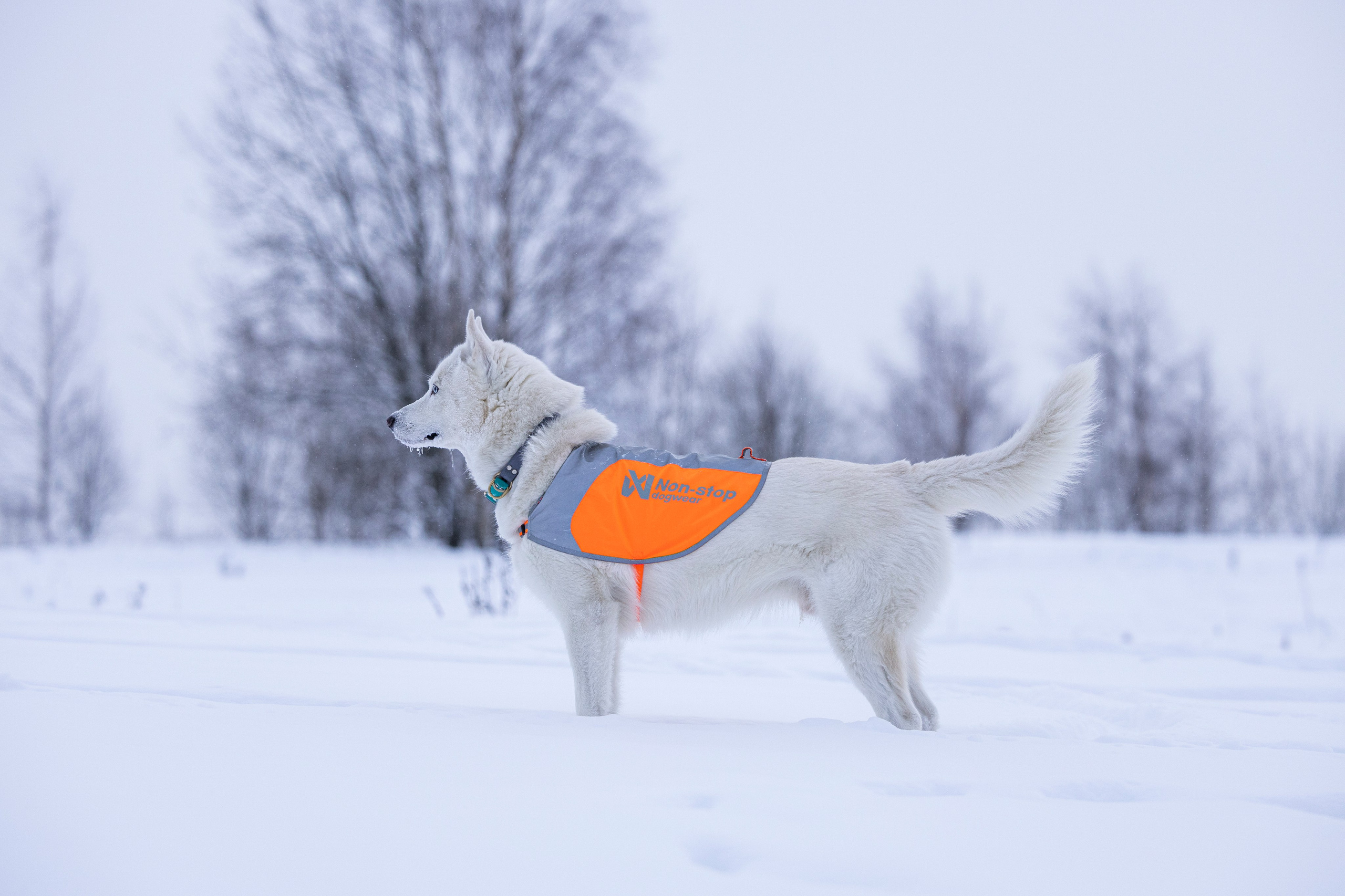Рики и Гаруда. Фотограф-анималист Анна Маринич