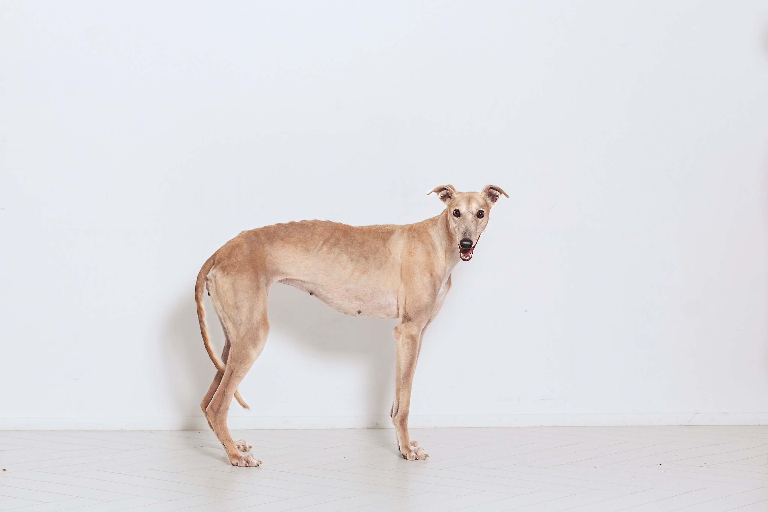 Студийная съемка 2 собак 2024. Фотограф-анималист Татьяна Степанова