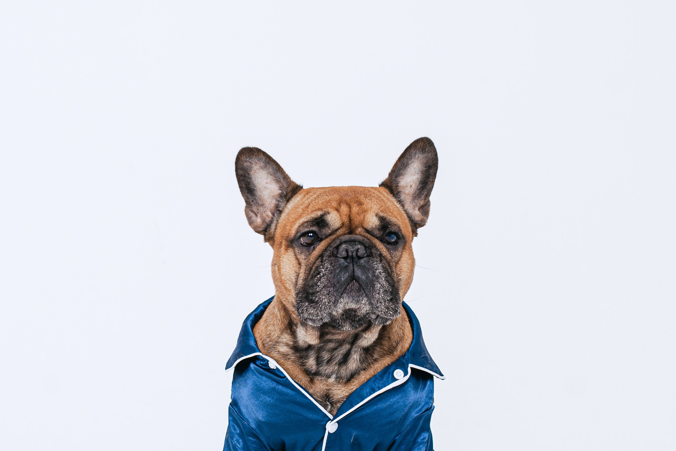 Пижамная вечеринка французских бульдогов и их хозяев. Фотограф-анималист Татьяна Степанова